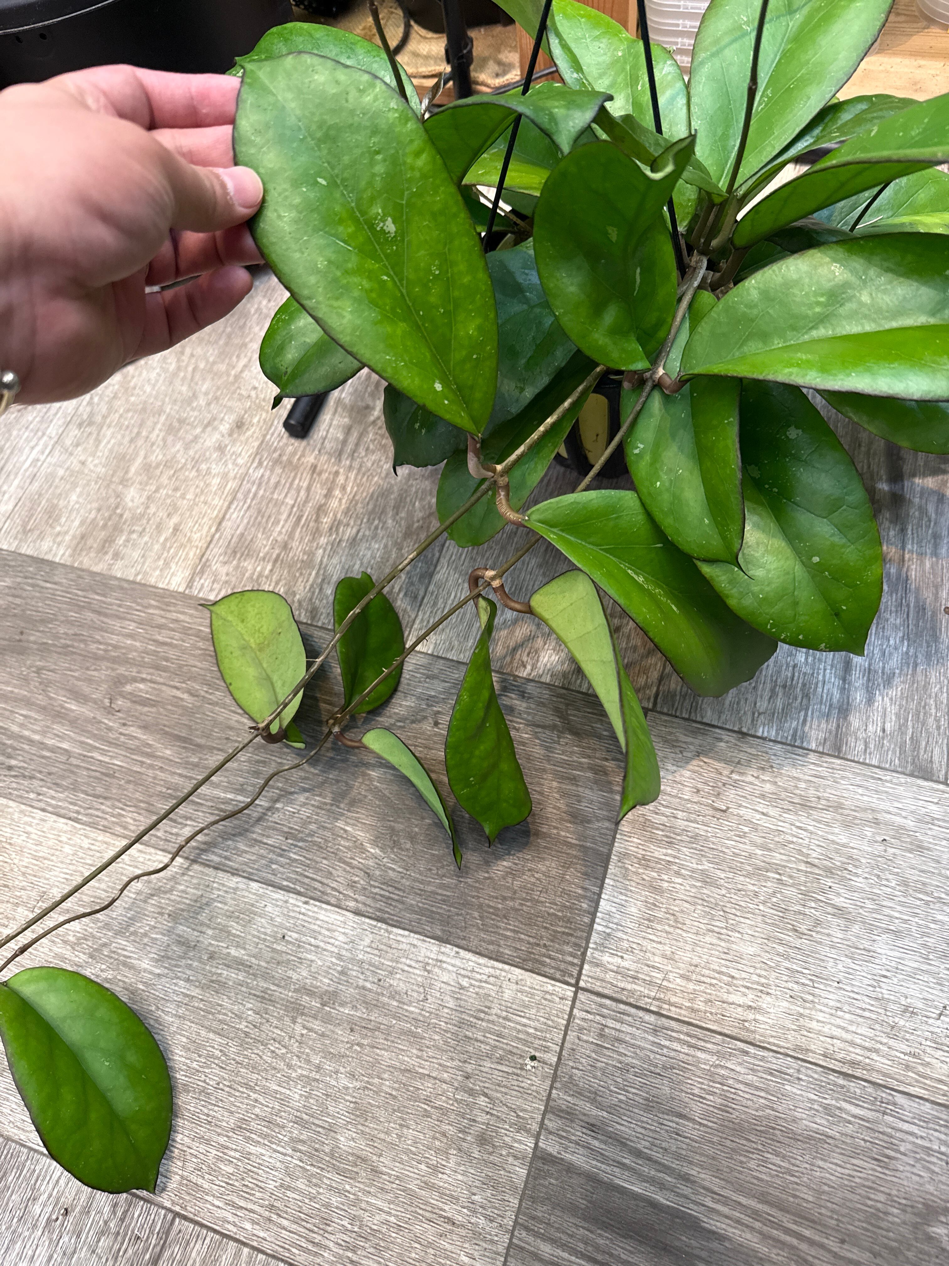 ホヤ AH093MT 'Black Edge' | Gardenえん 【観葉熱帯植物】