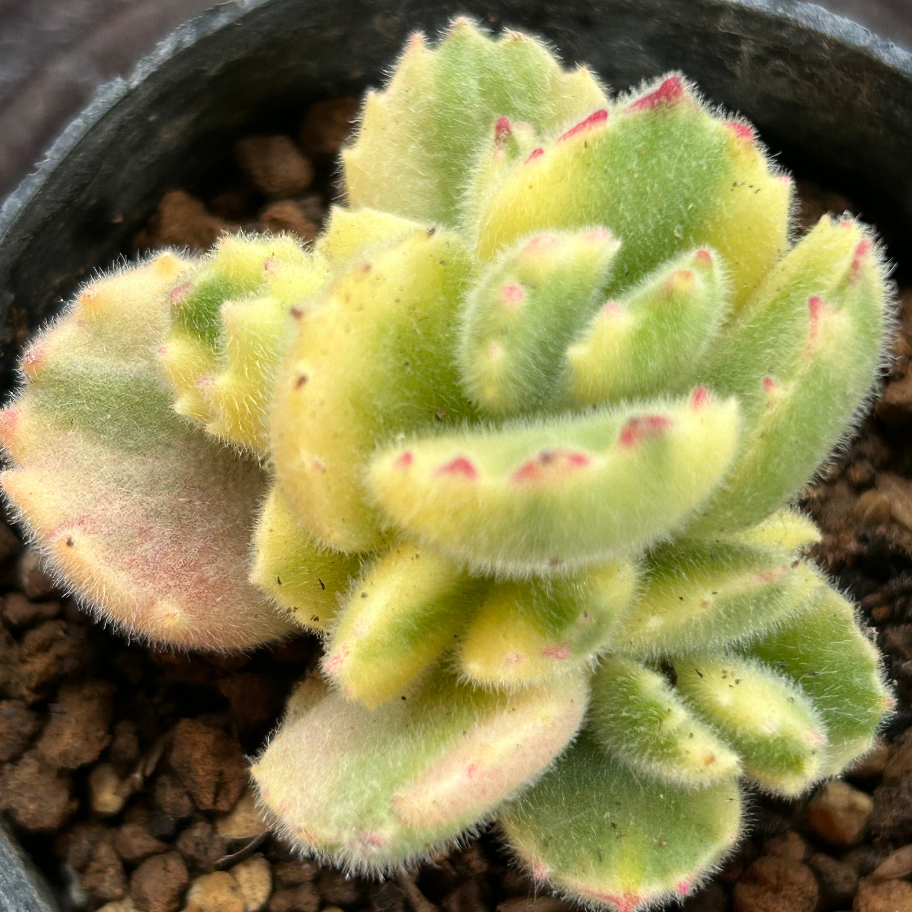 熊童子錦 | RuPo 多肉植物専門店