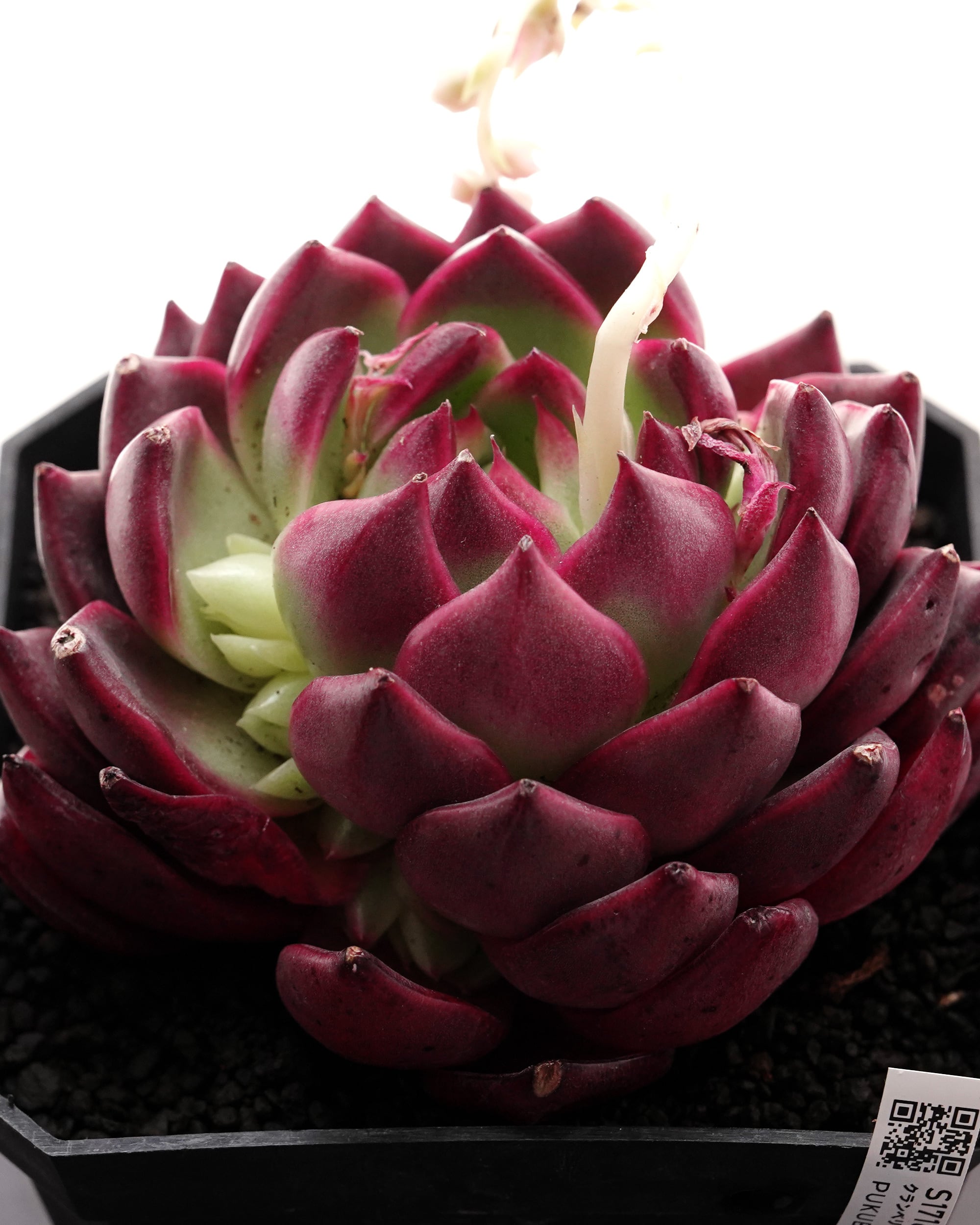 レア種・新品種 | PUKUBOOK SUCCULENTS
