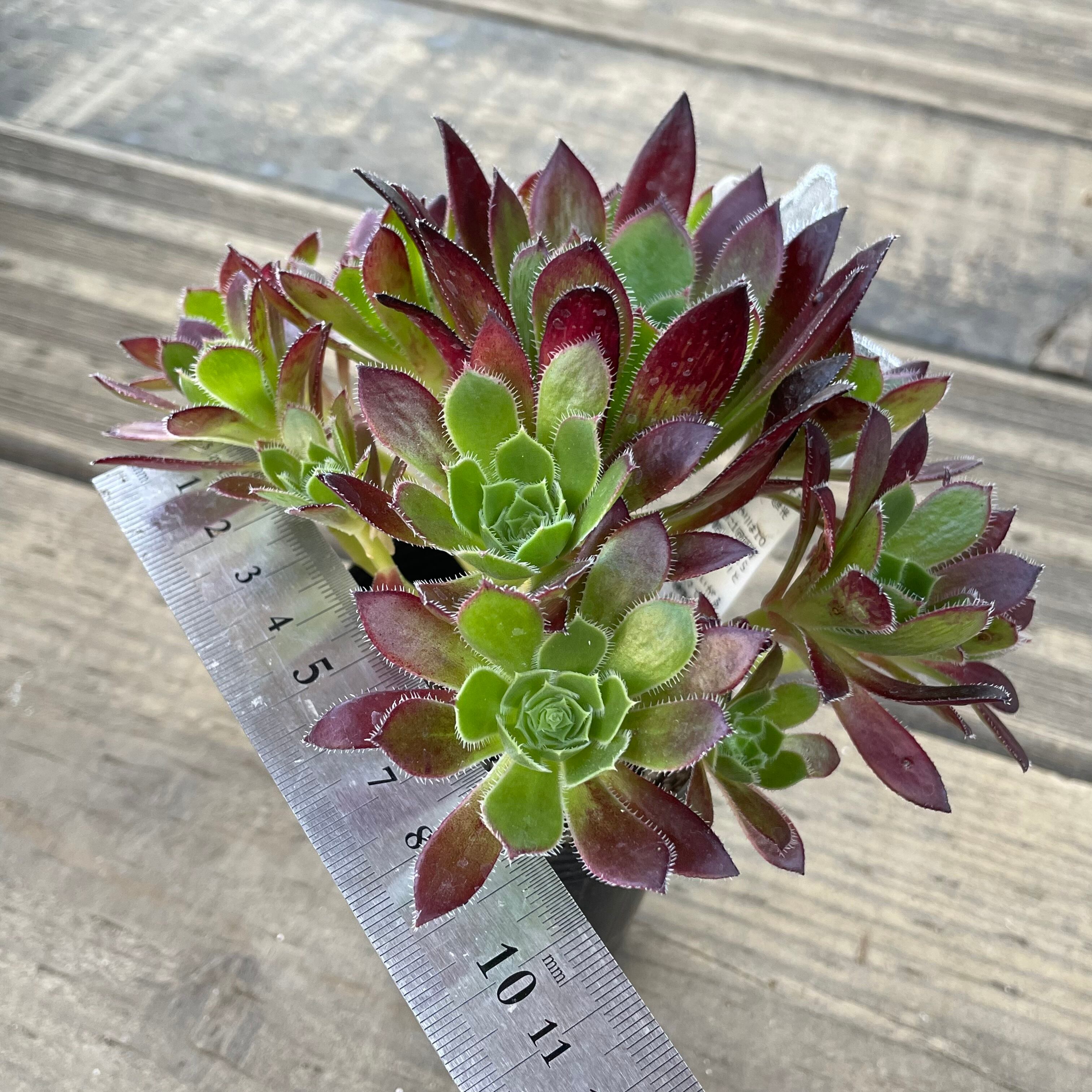 コーニッシュトリビュート アエオニウム | RuPo 多肉植物専門店