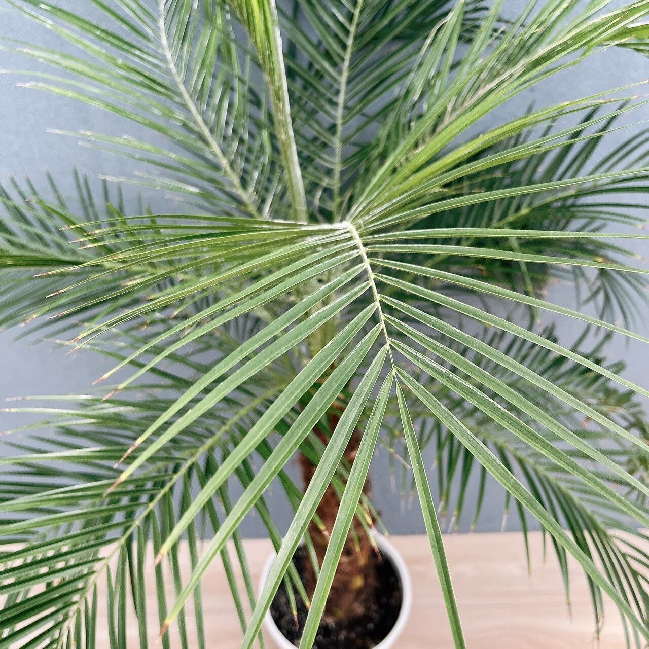 現品］21番 フェニックスロベレニー 8号 観葉植物 室内 ヤシ 南国風