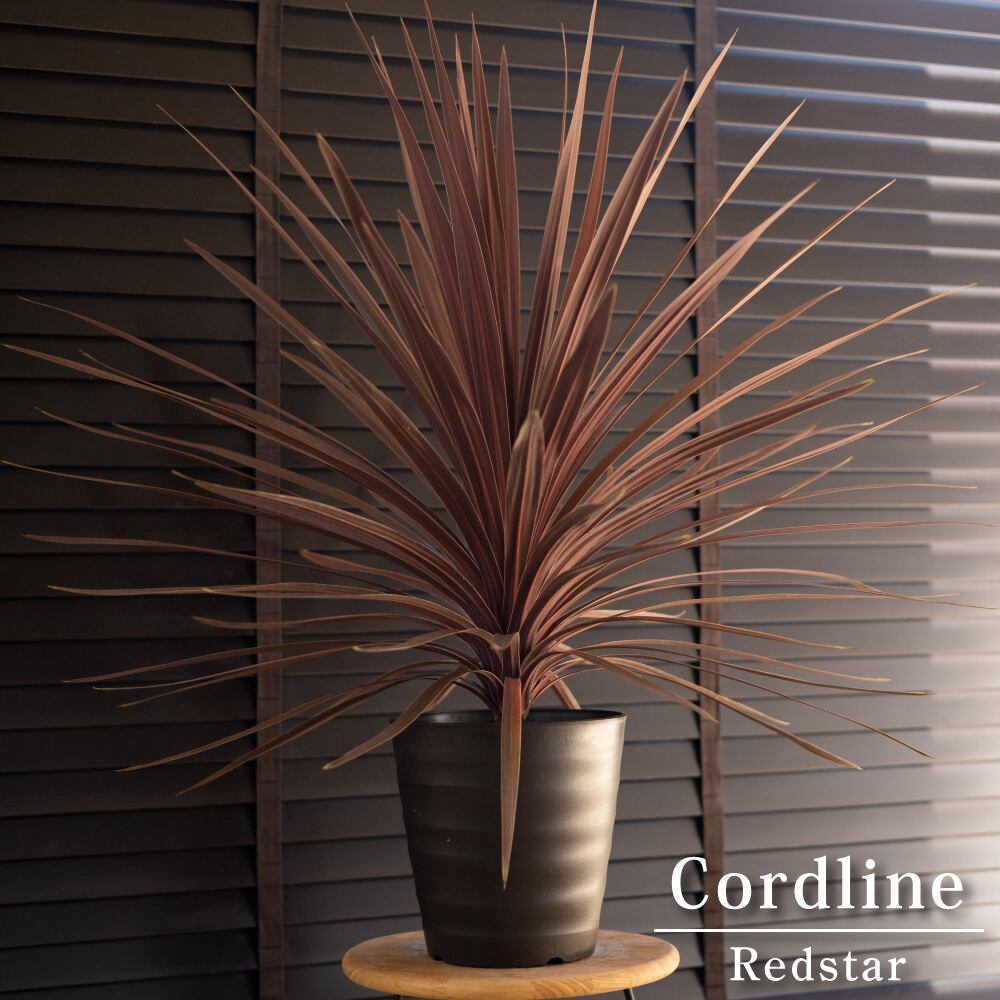 レッドスター コルジリネ 特級 7号 ドライガーデン