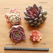 【セットD 気鋭の新品種4種】 テスラ 群生/ブラックビューティ /エッセンス 他