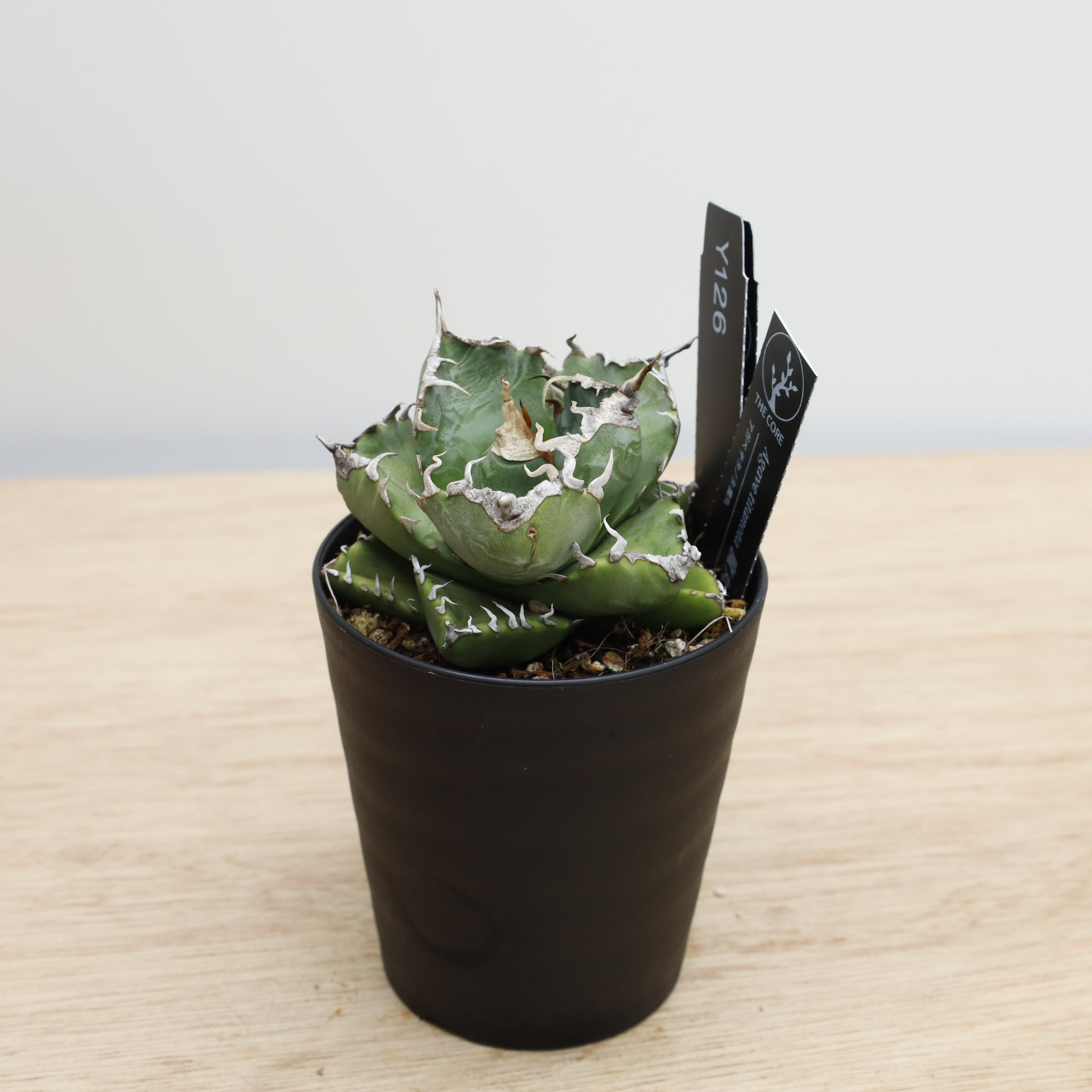 アガべ チタノタ 魔丸 | THE CORE