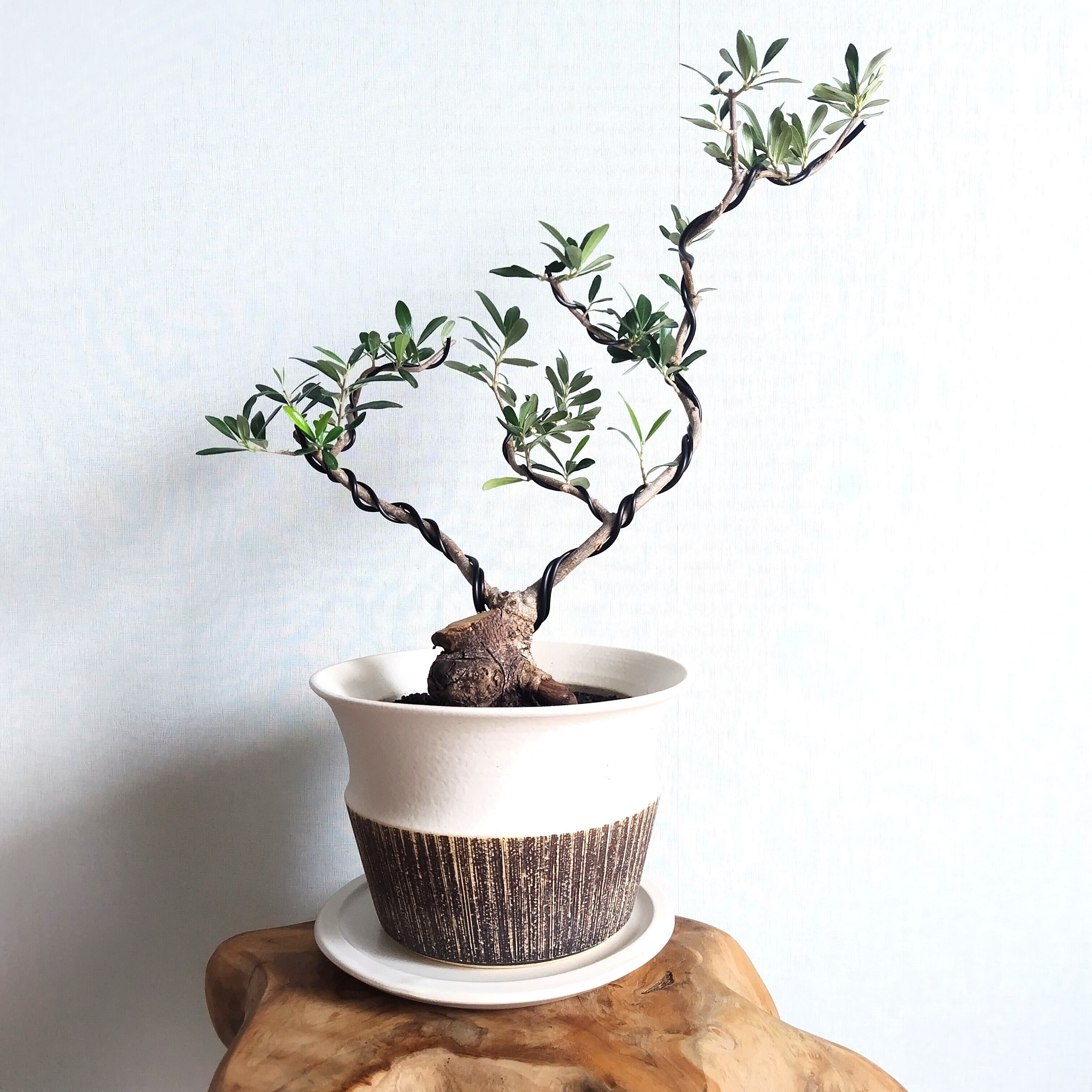 H50cm】Olive BONSAI/オリーブ盆栽 ネバディロブランコ(NB-2) | AMASSE