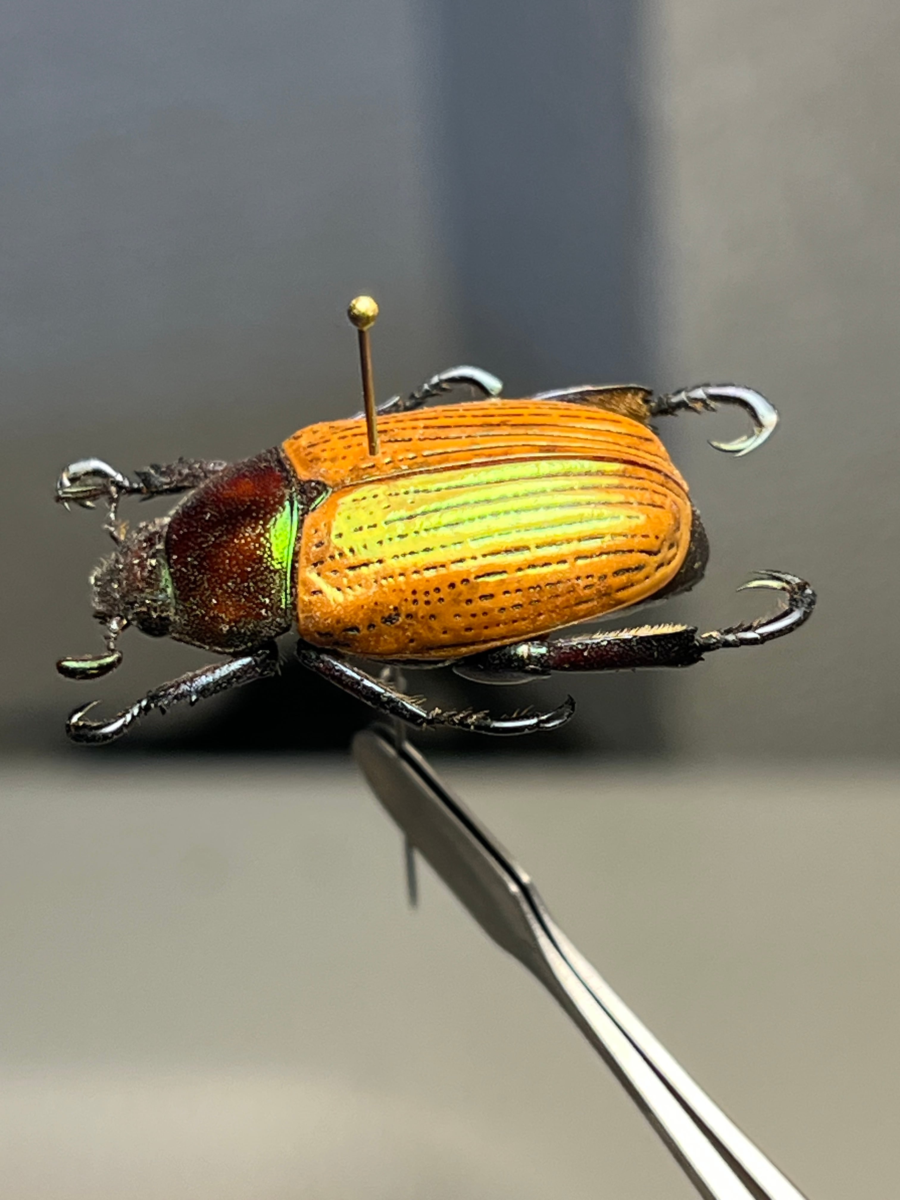 Pelidnota sanctijacobi プラチナコガネ 標本 カナブン Pelidnota