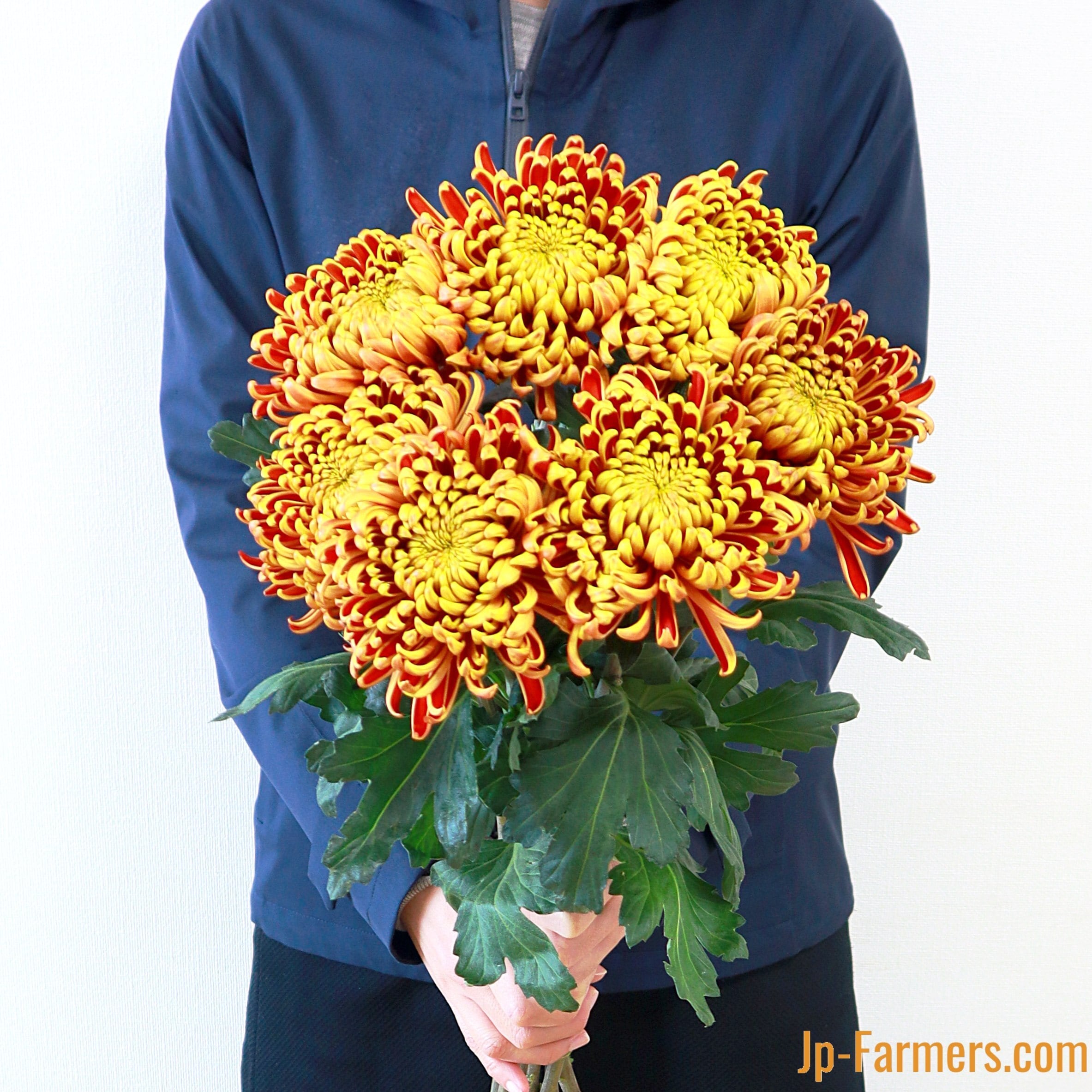 菊を飾ろう!! フエゴダーク 10本 | 新鮮お花問屋 Jp-Farmers.com