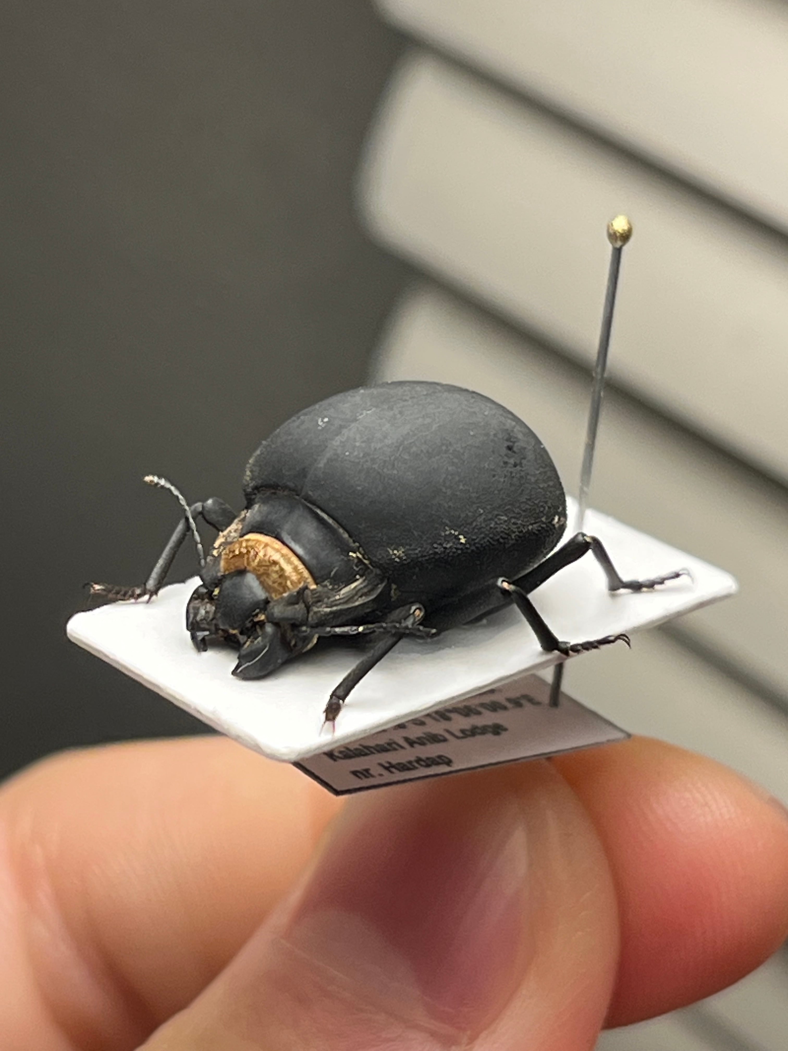 19mm】マエガミパッツンゴミムシダマシ バケモノカオナシ