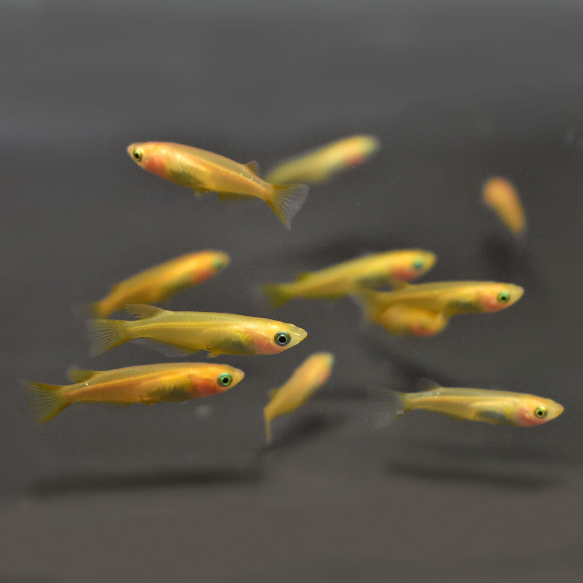 ヒメダカ【10匹セット】ヒメダカ 生体 メダカ 観賞魚 淡水魚 | めだかワークス