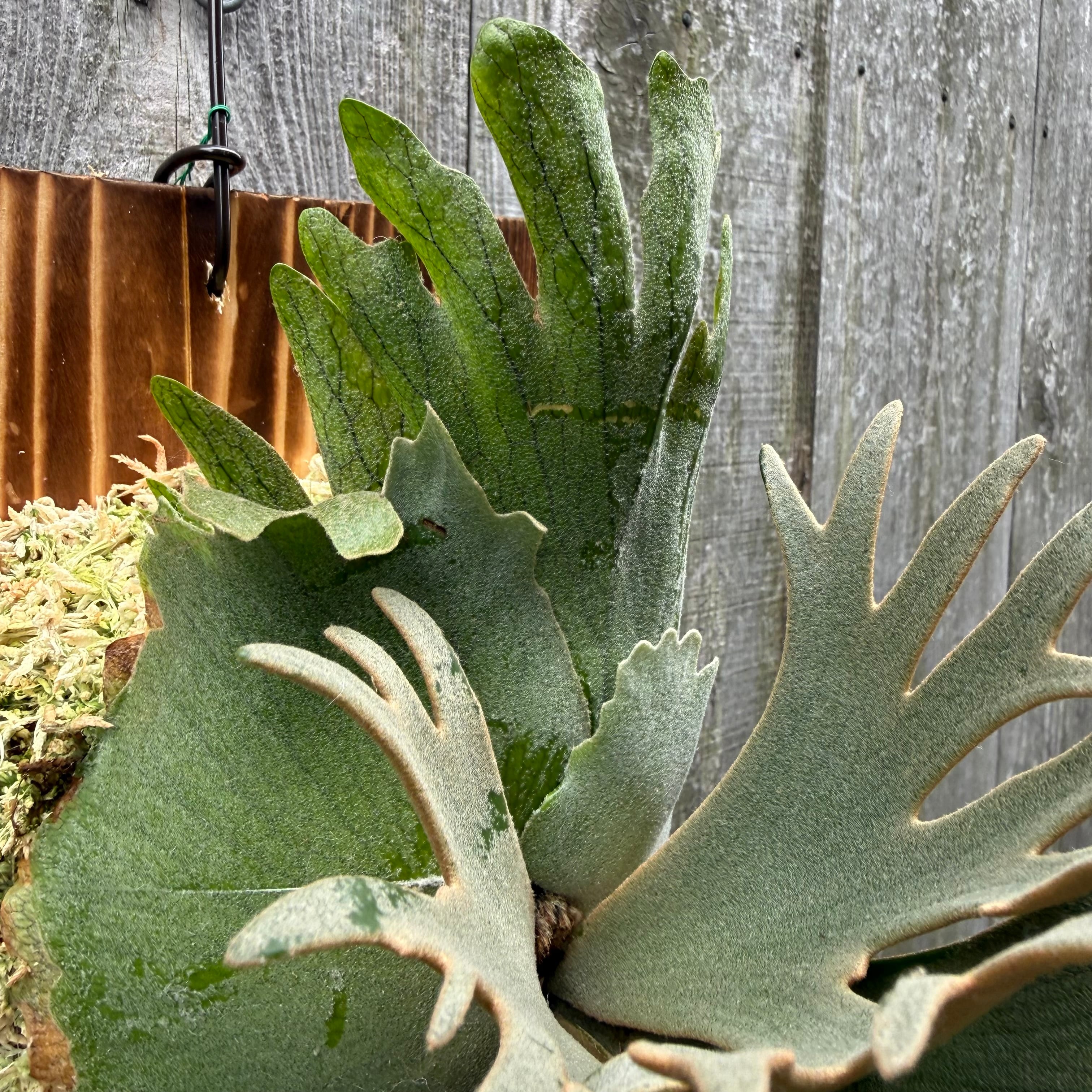 P.willinckii O.M.G sporeling | naturefix