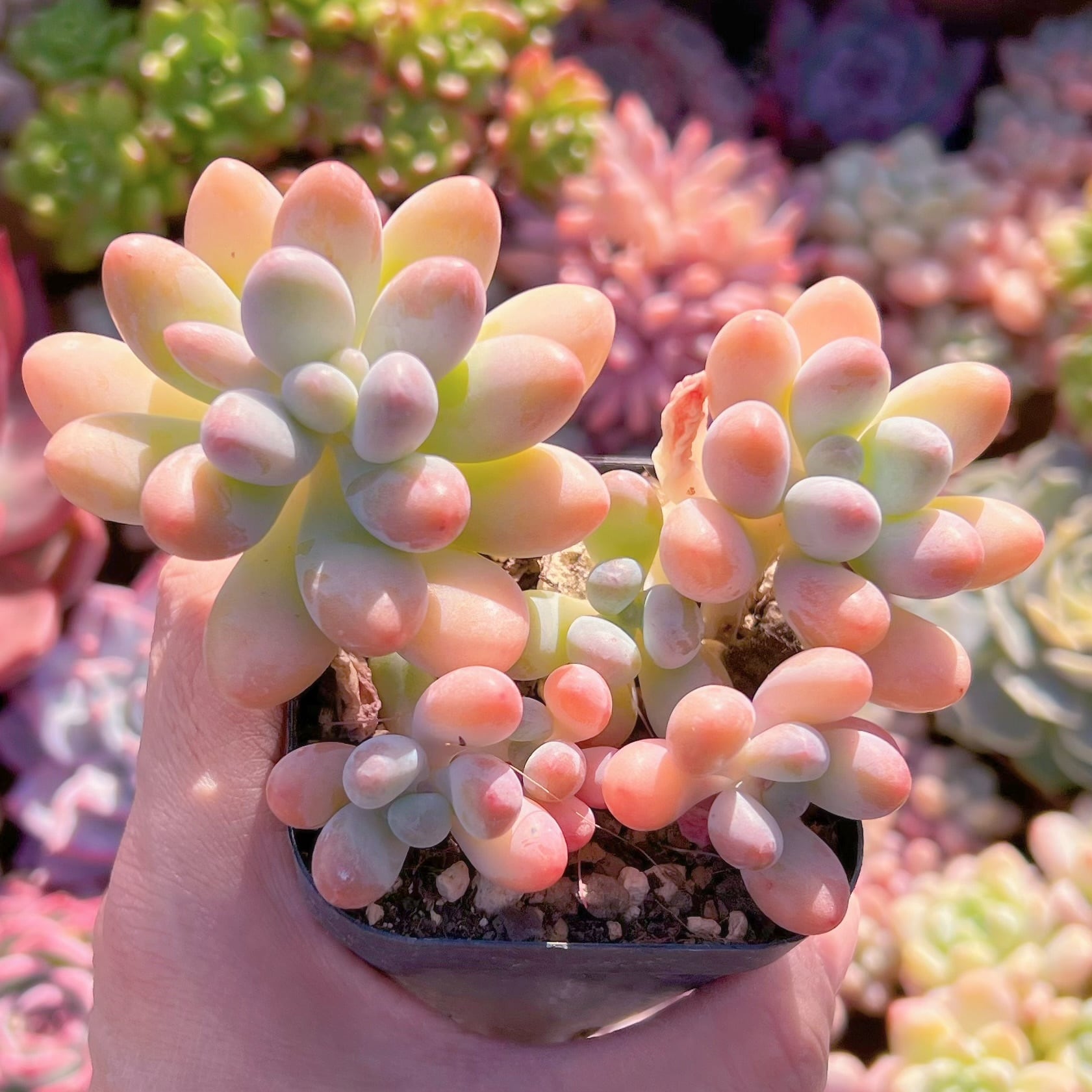 現品　パトリックスター#610   古株　るる農園