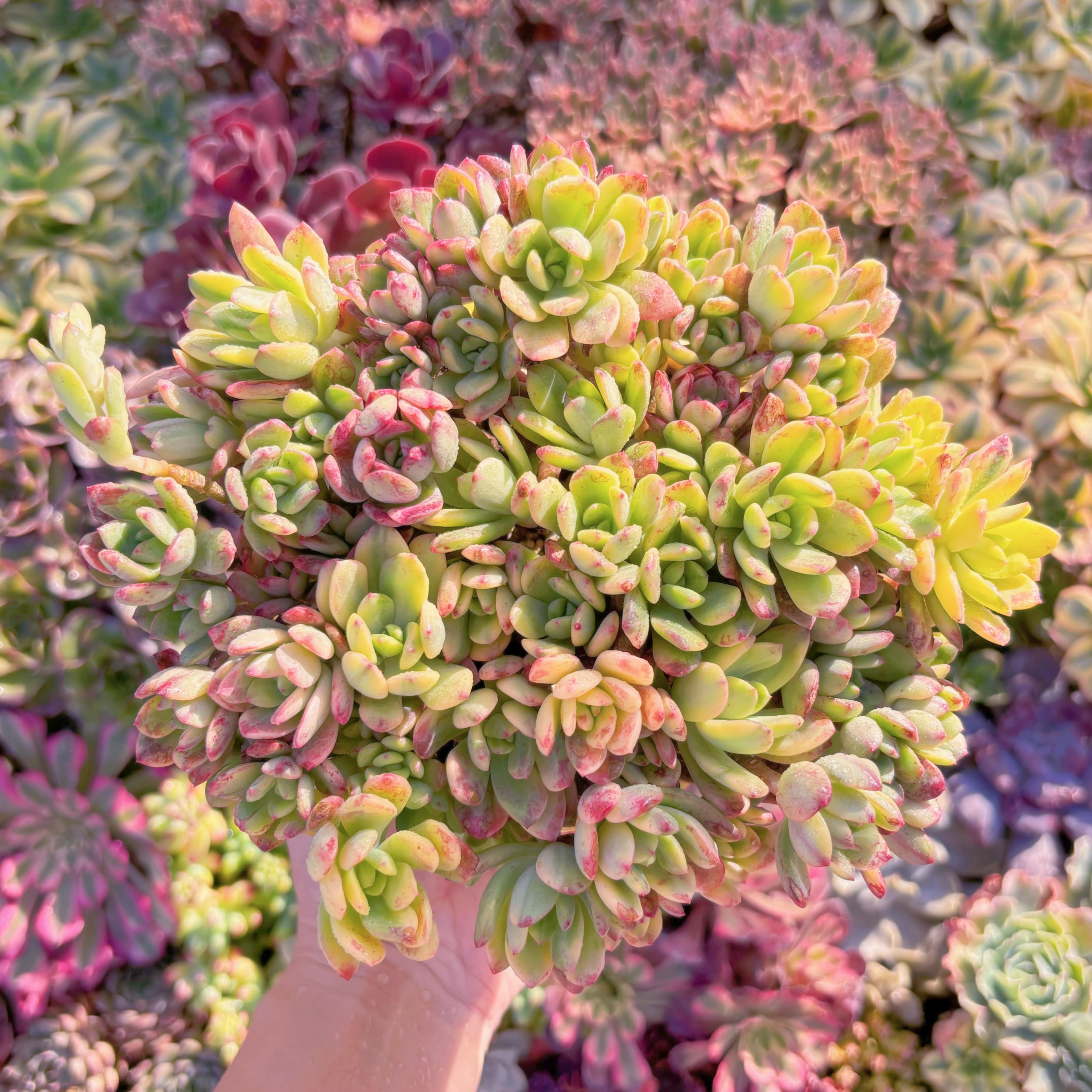 多肉植物　ミニベル錦(黄斑)　新入荷　るる農園