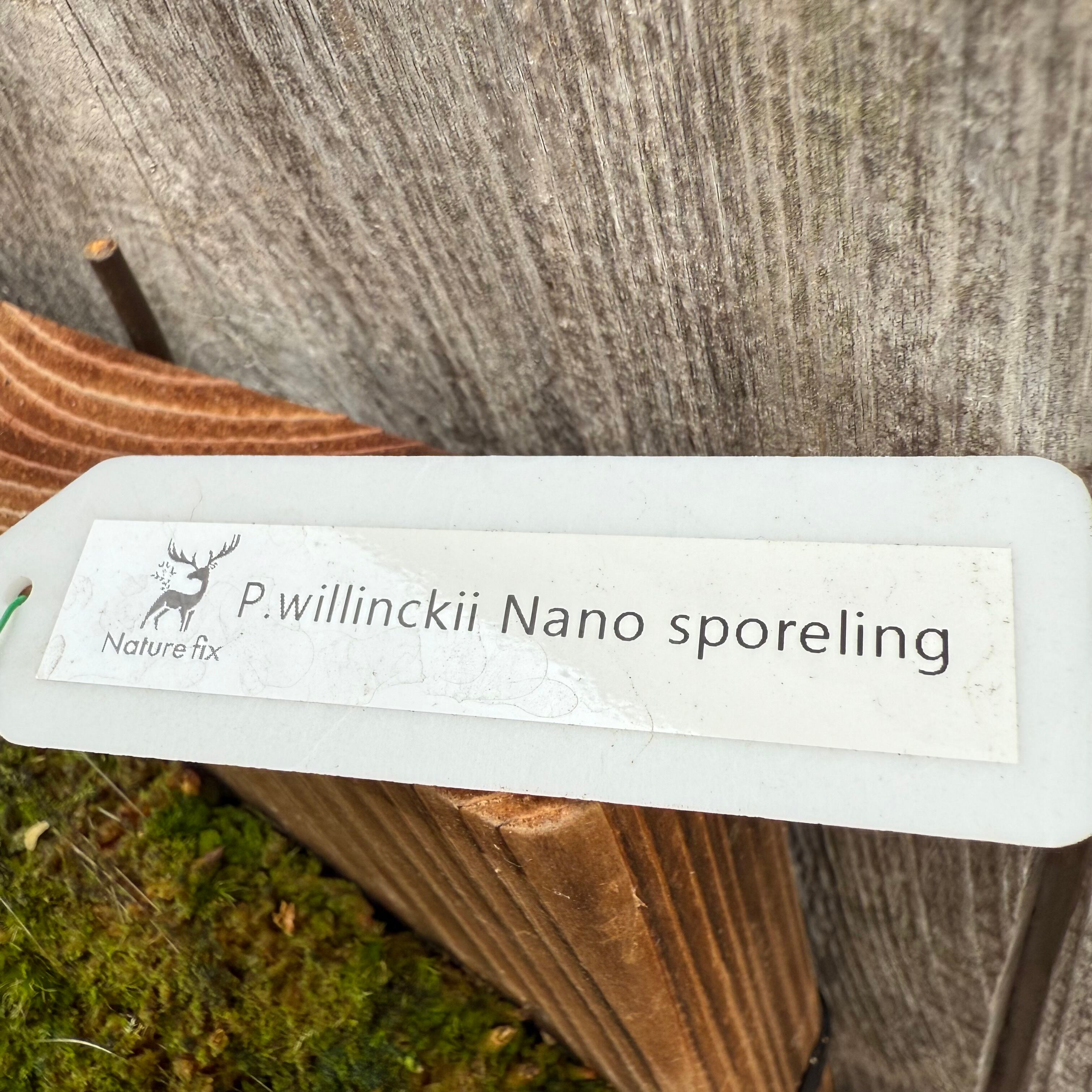 P.willinckii Nano sporeling | naturefix
