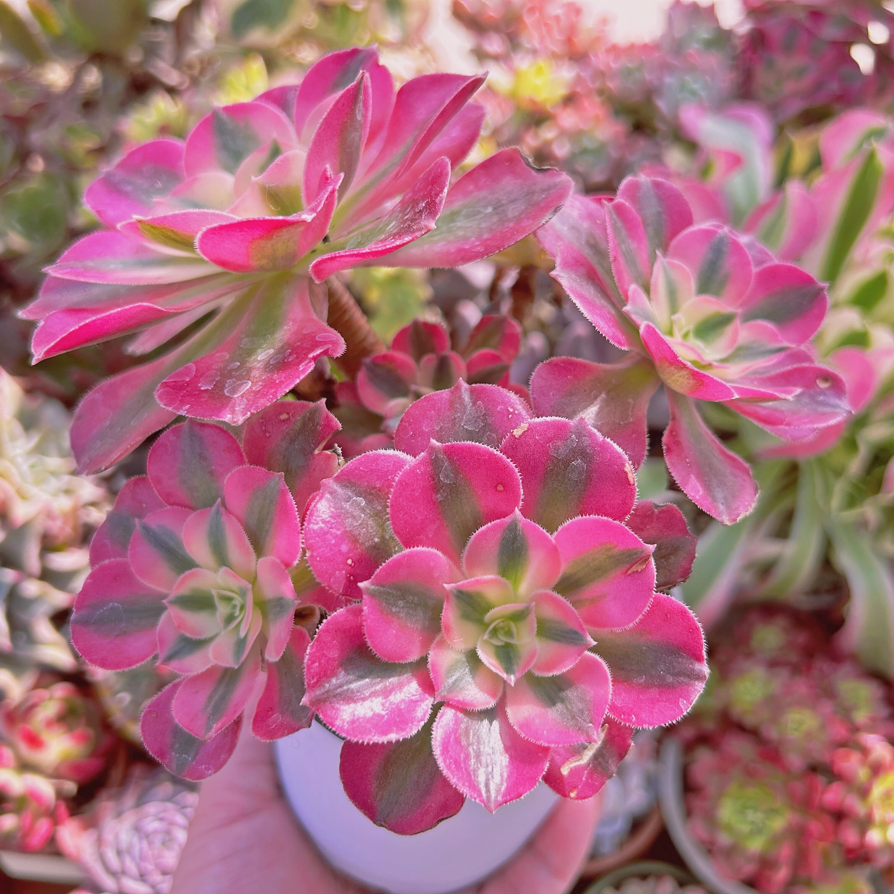 現物　多肉植物　傷あり　アフラダイティ(Aeonium 'Pink Witch')  群生