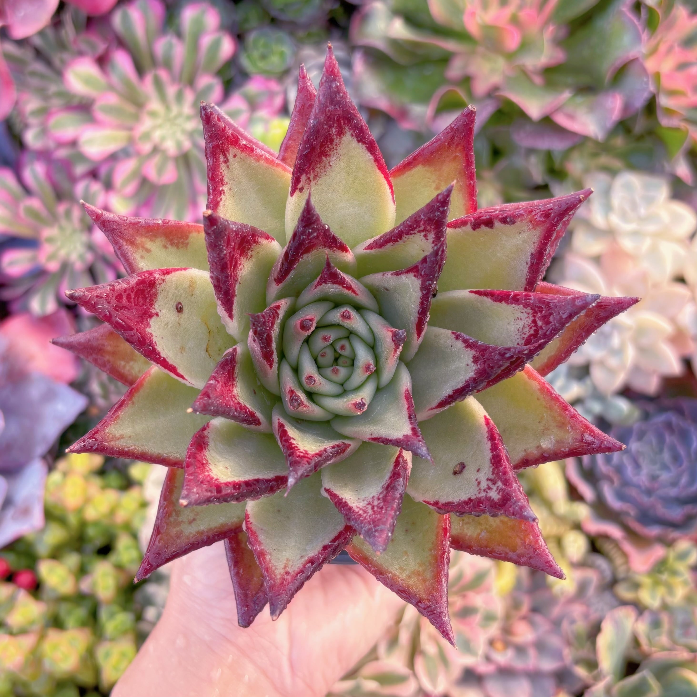 現品　黒魔王#254    大苗　るる農園