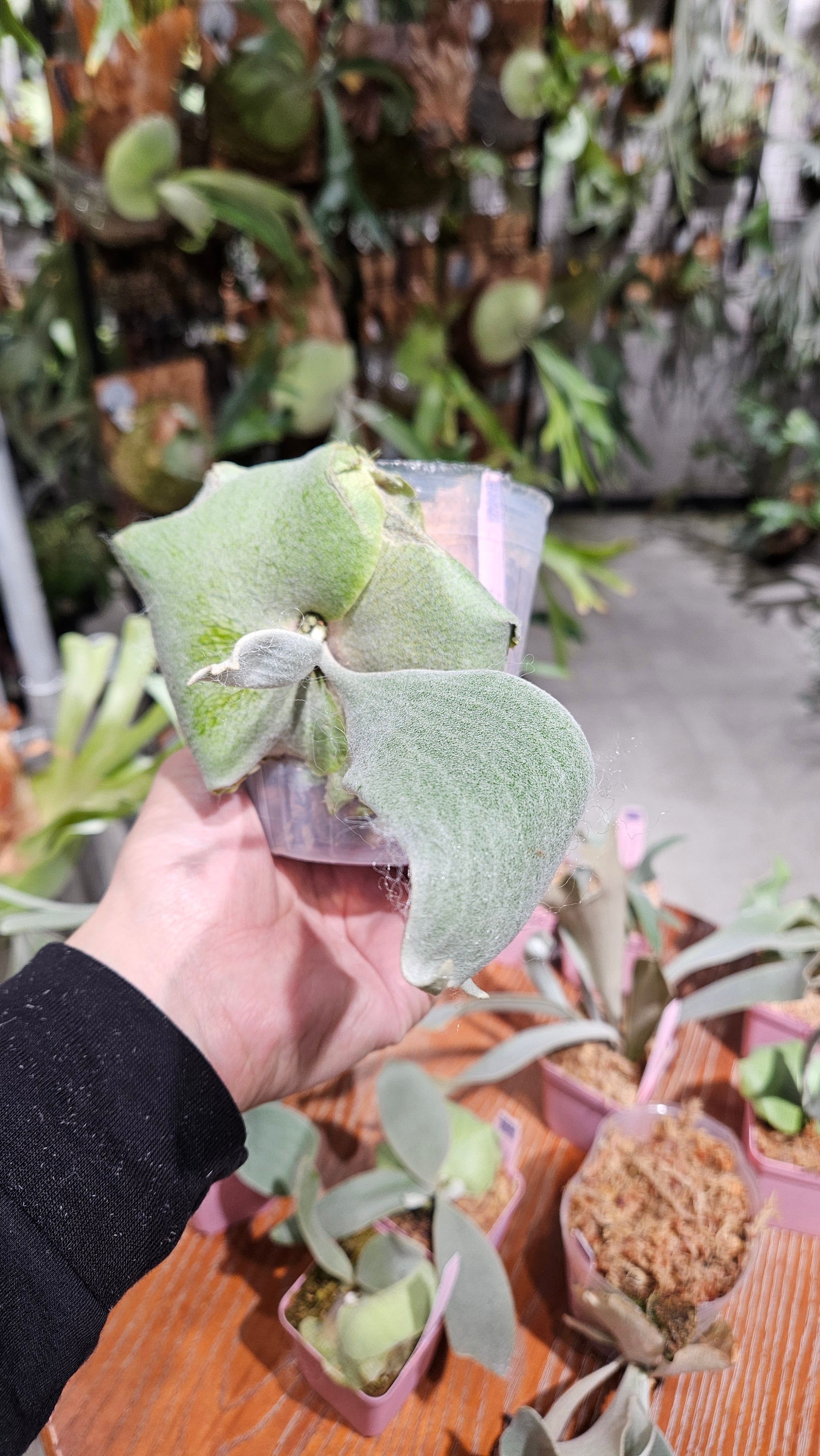 P.Wanna Siqi Pup【artPLANTs/PLANTS GARAGE 】ビカクシダ#Platycerium