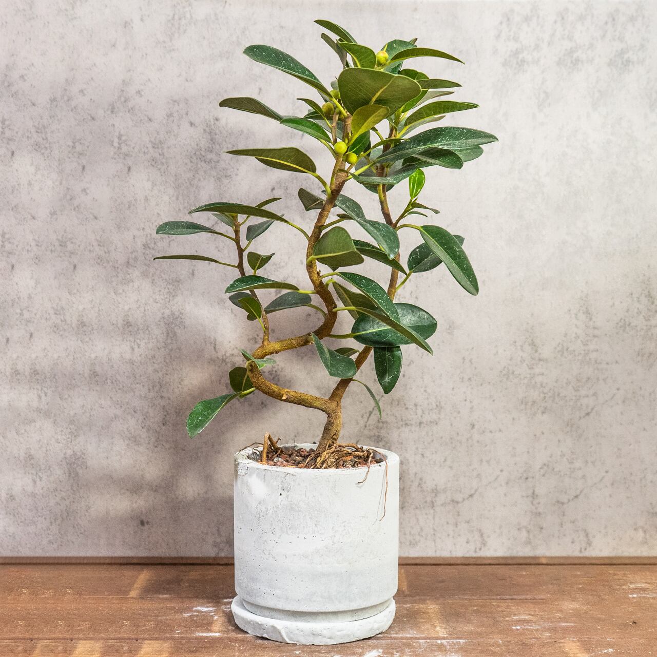 フランスゴムの木｜二股の根元と美しい枝ぶりが映えるインテリア向きグリーン【虫発生抑制／手作りモルタル鉢】