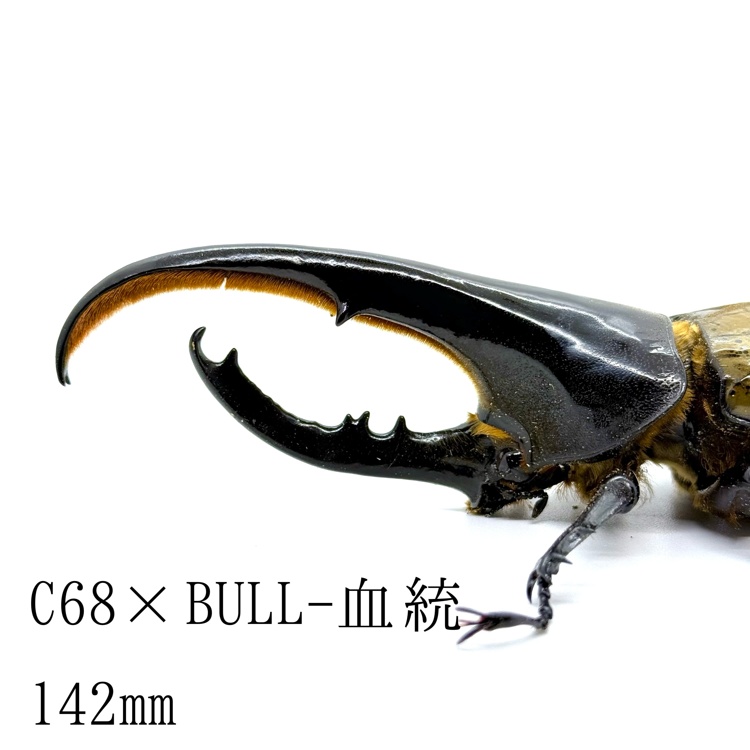 142㎜ / 成虫 / オス / ヘラクレスオオカブト