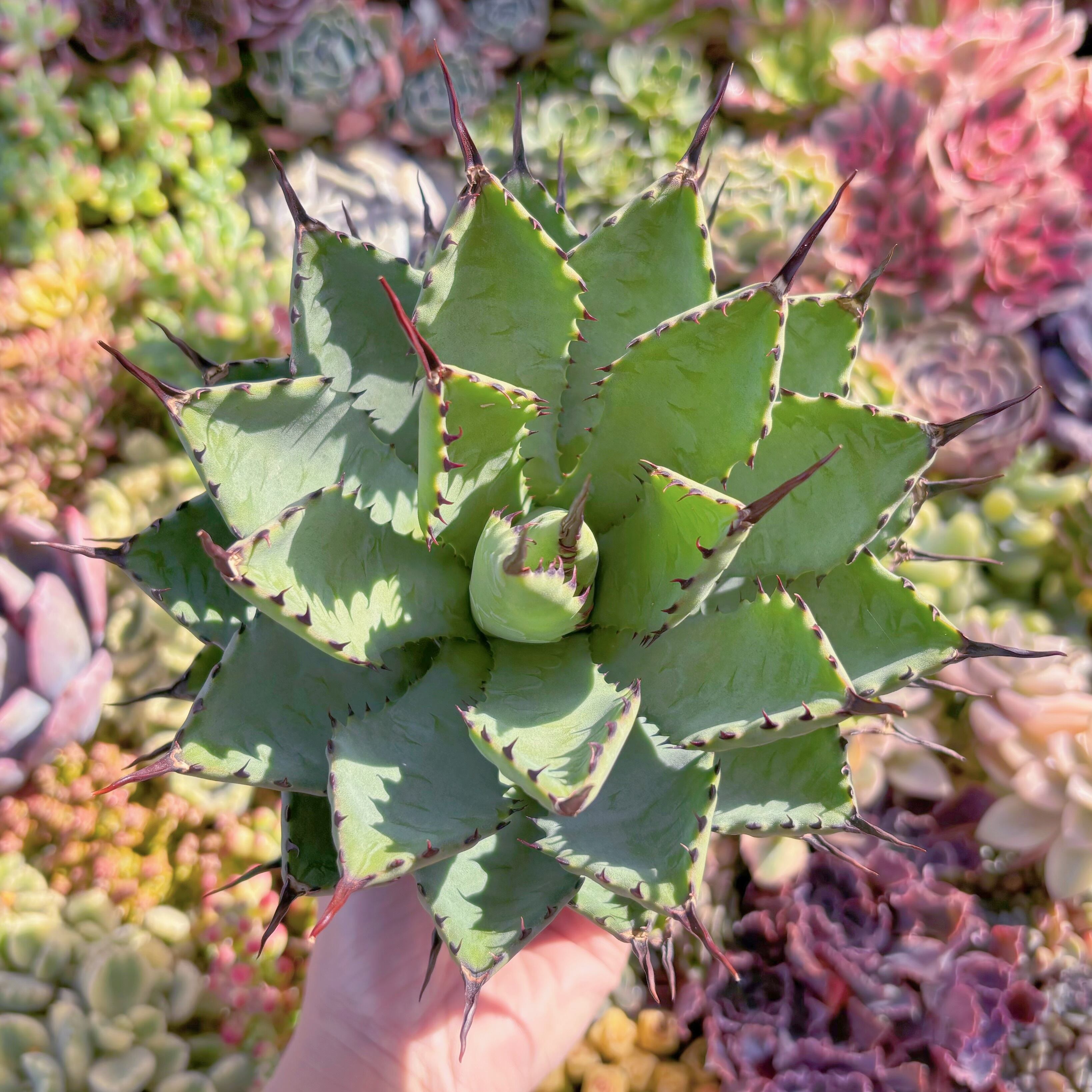 現品　アガベ　強曲刺八雷#2160　新入荷　るる農園