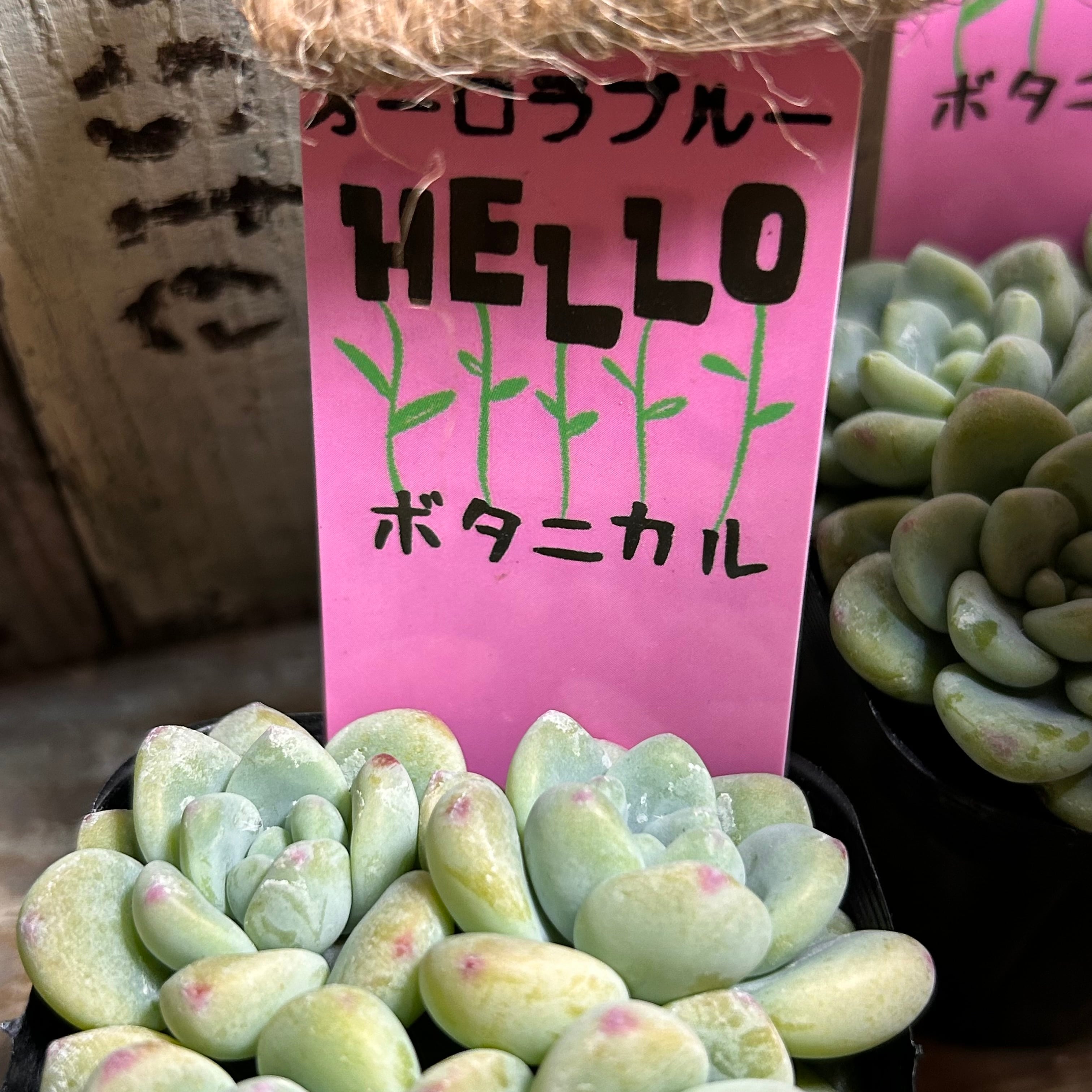 A)オーロラブルー(ピンクタグ) | RuPo 多肉植物専門店