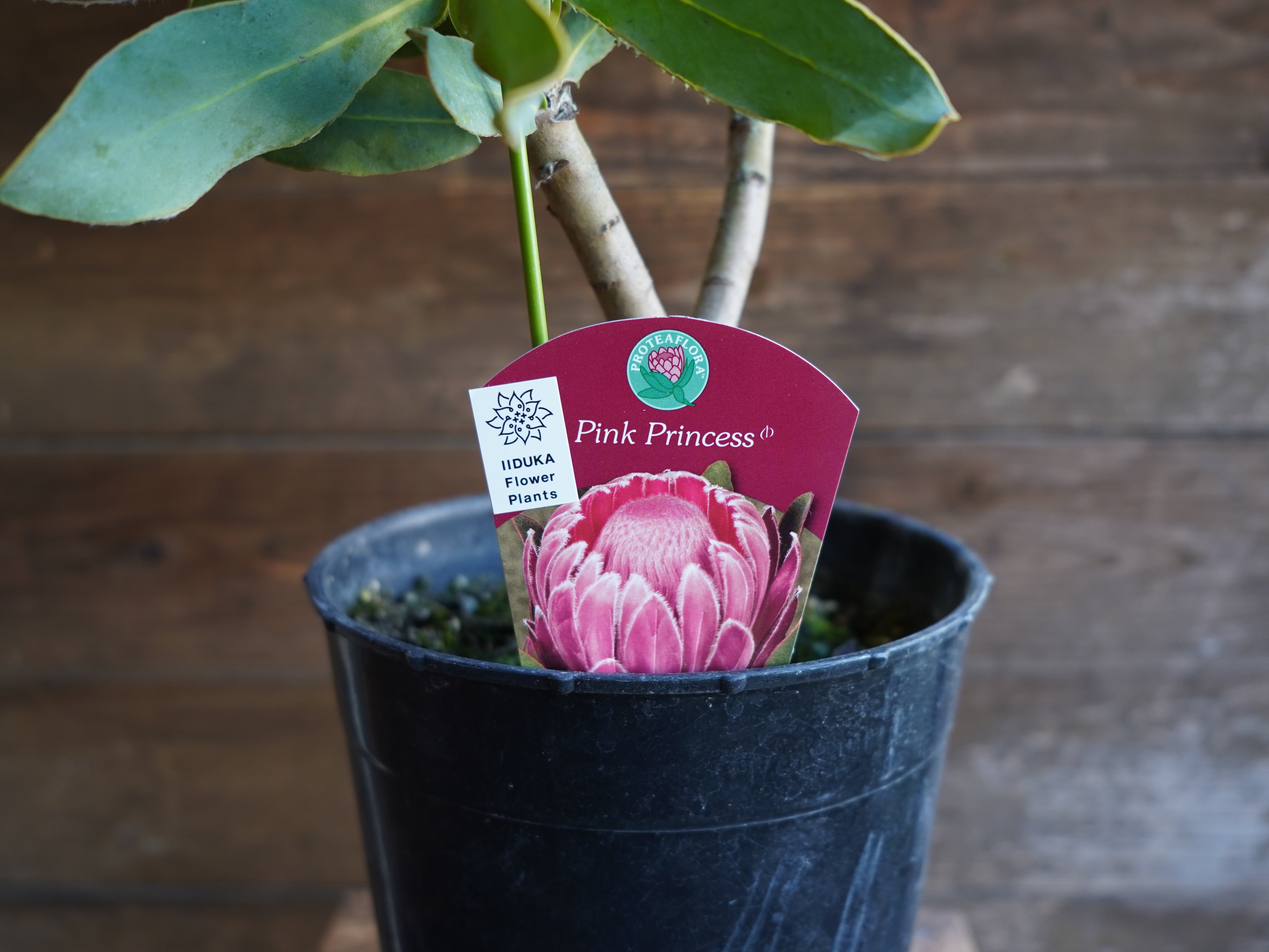 【現物】プロテア "ピンクプリンセス"