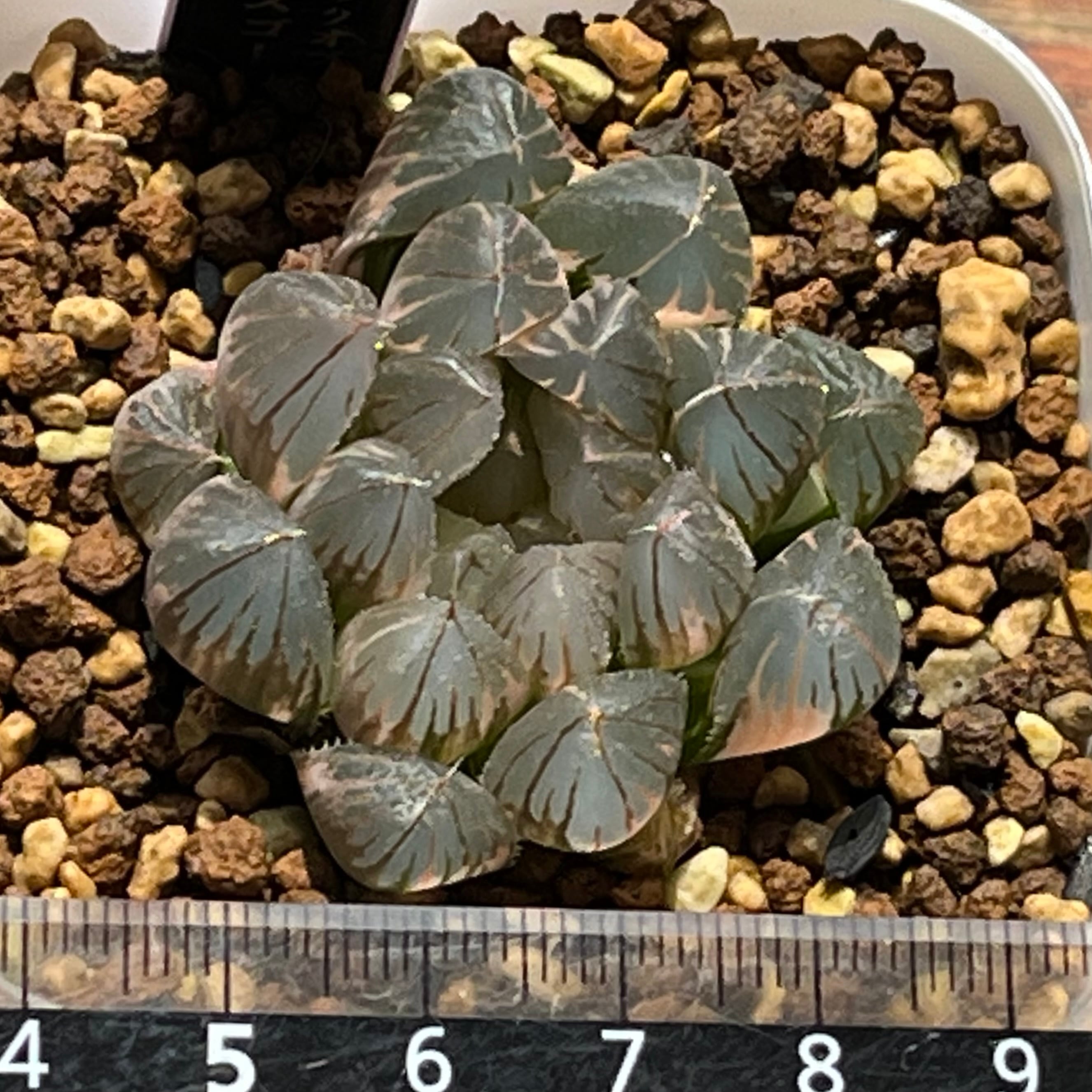 ハオルチア 黒玉露錦 ローズゴールド | mocono_plants