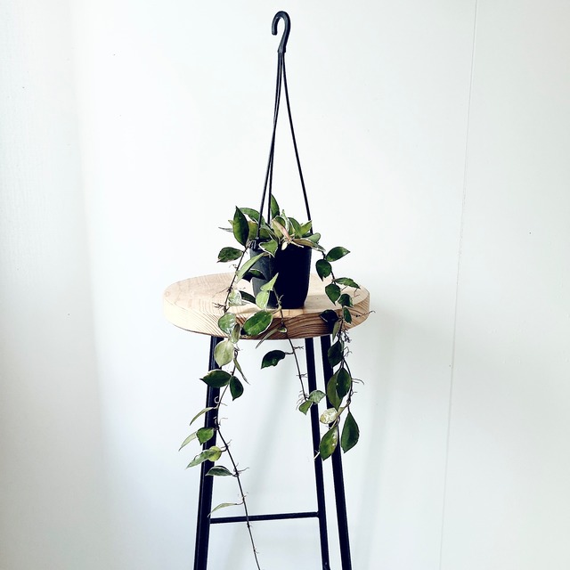 【一点限定】ホヤ ラクノーサ アサミ ロング 3号吊り鉢 calm cafe