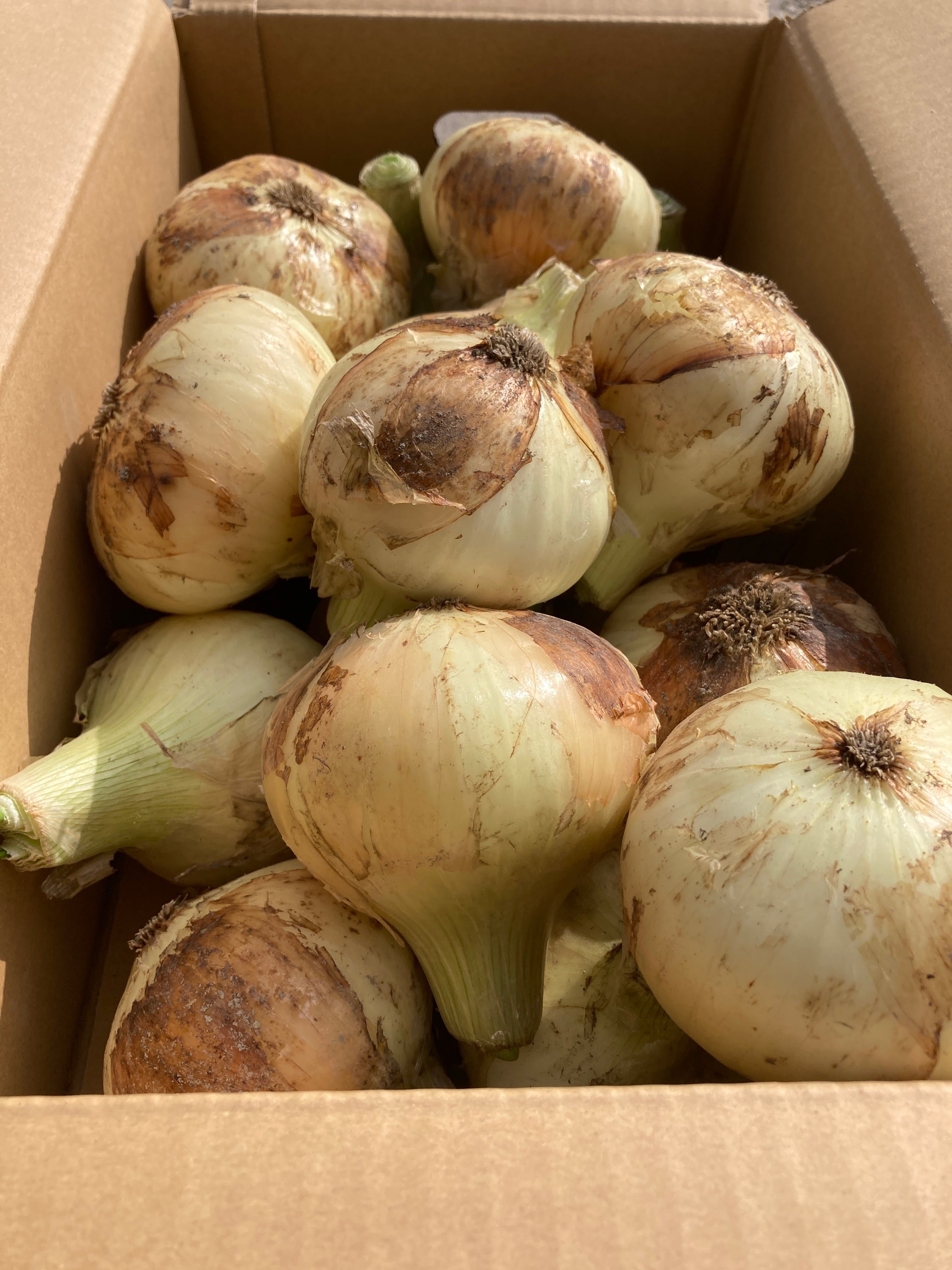 最上級品】新玉ねぎ（早生品種）淡路島 3kg サイズ色々 | 奈良農園