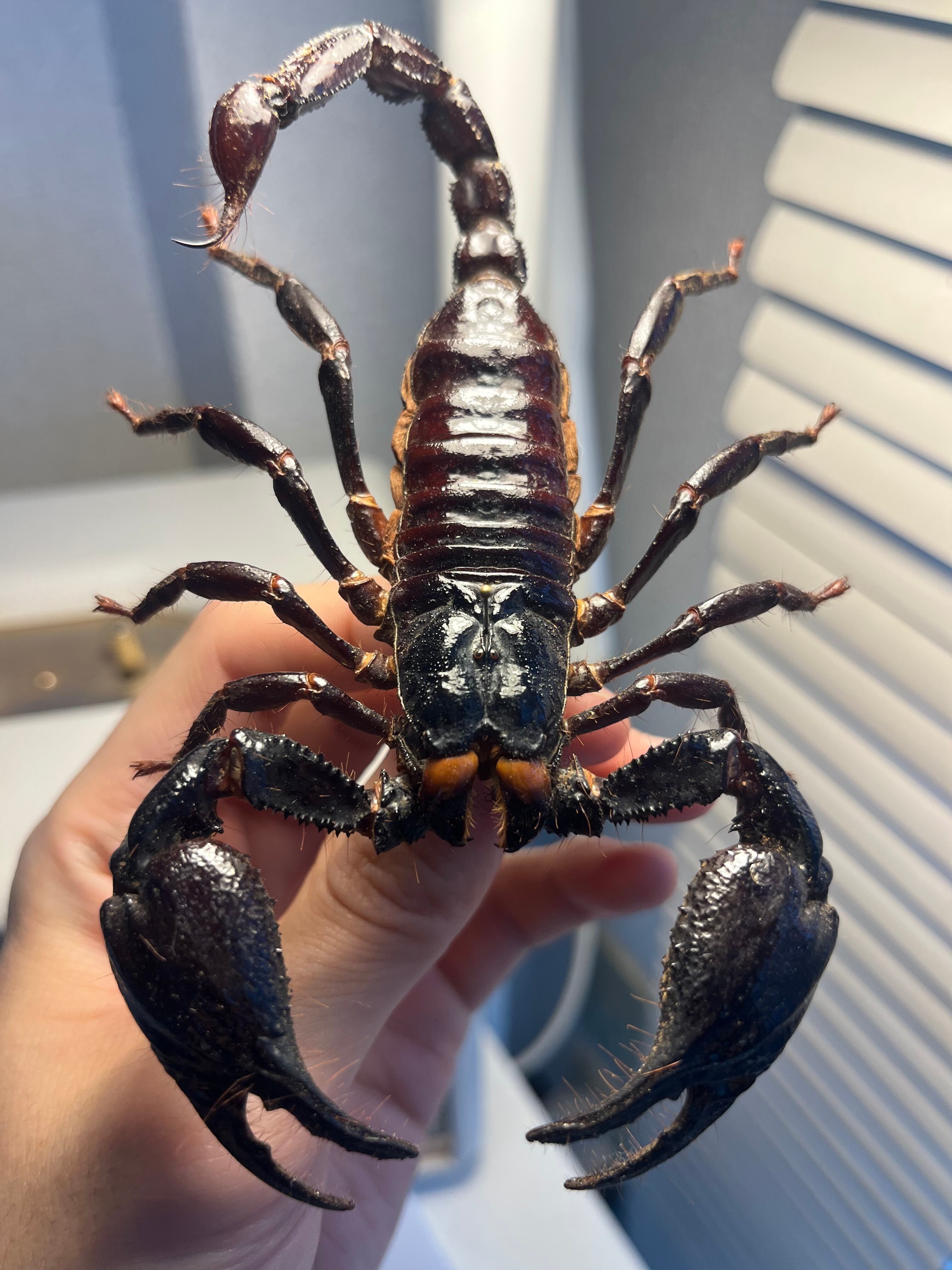 サソリ | オモニキチュウ