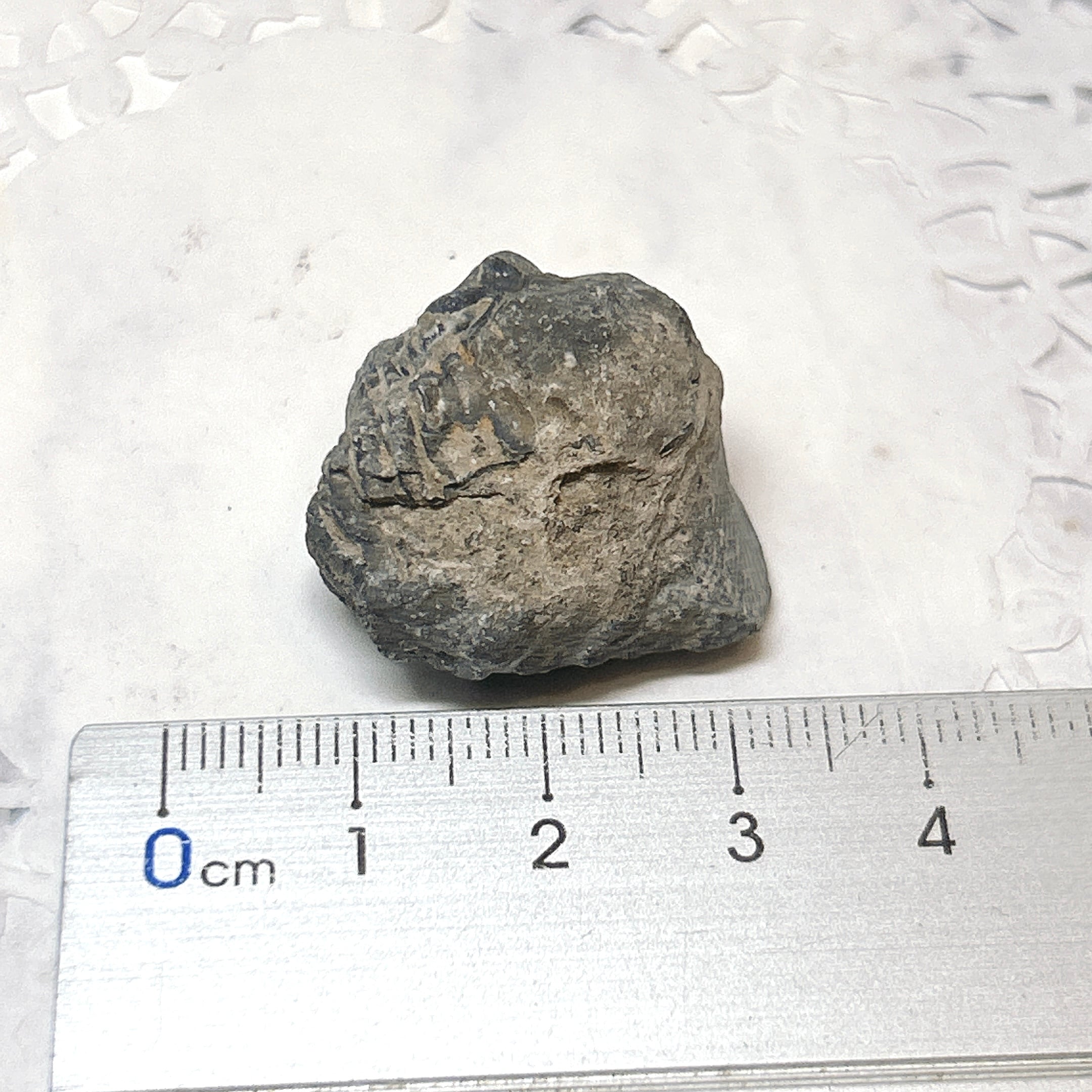 Dicranurus】三葉虫 化石 モロッコ産 本物 デボン紀 希少種！ 検