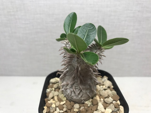 パキポディウム 恵比寿大黒