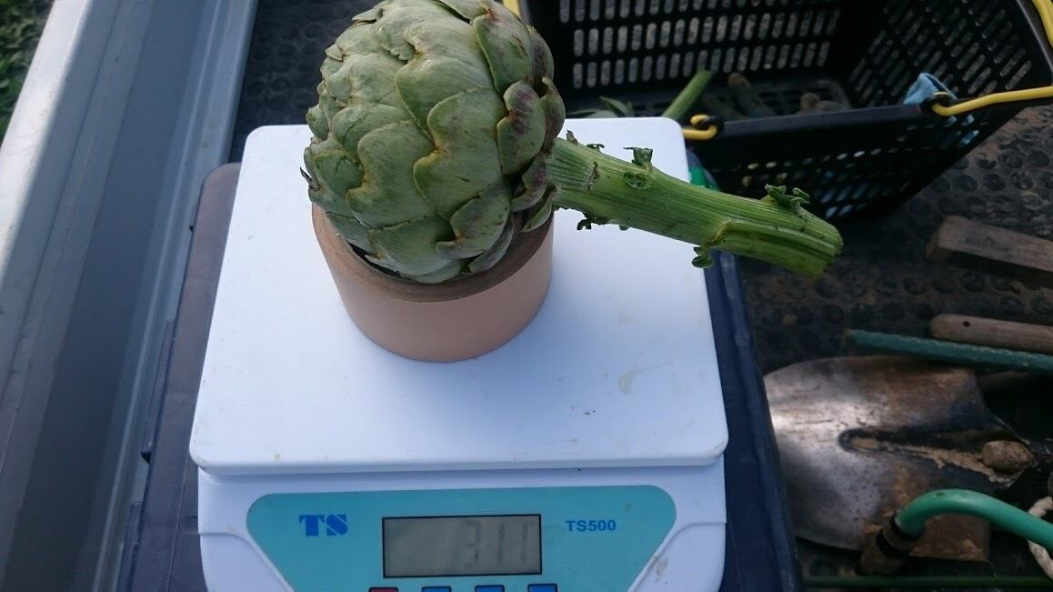 アーティチョーク Mサイズ オーガニック 有機JAS 無農薬 | 安心野菜
