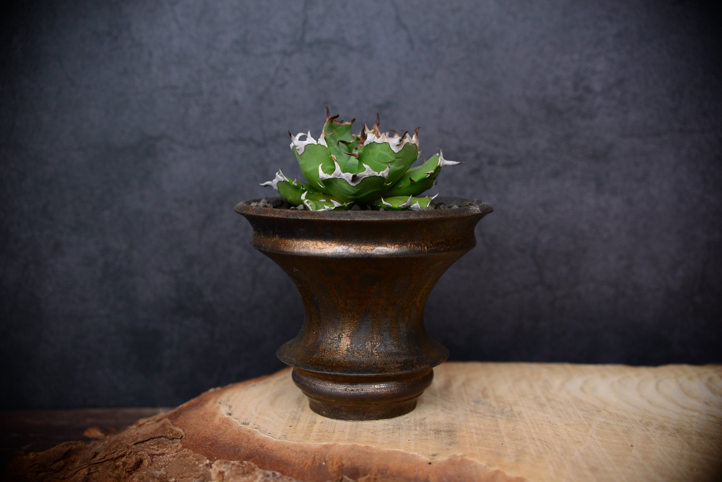 カタチ製作所 ドリッパー Low Two-tone 鉢【新品】