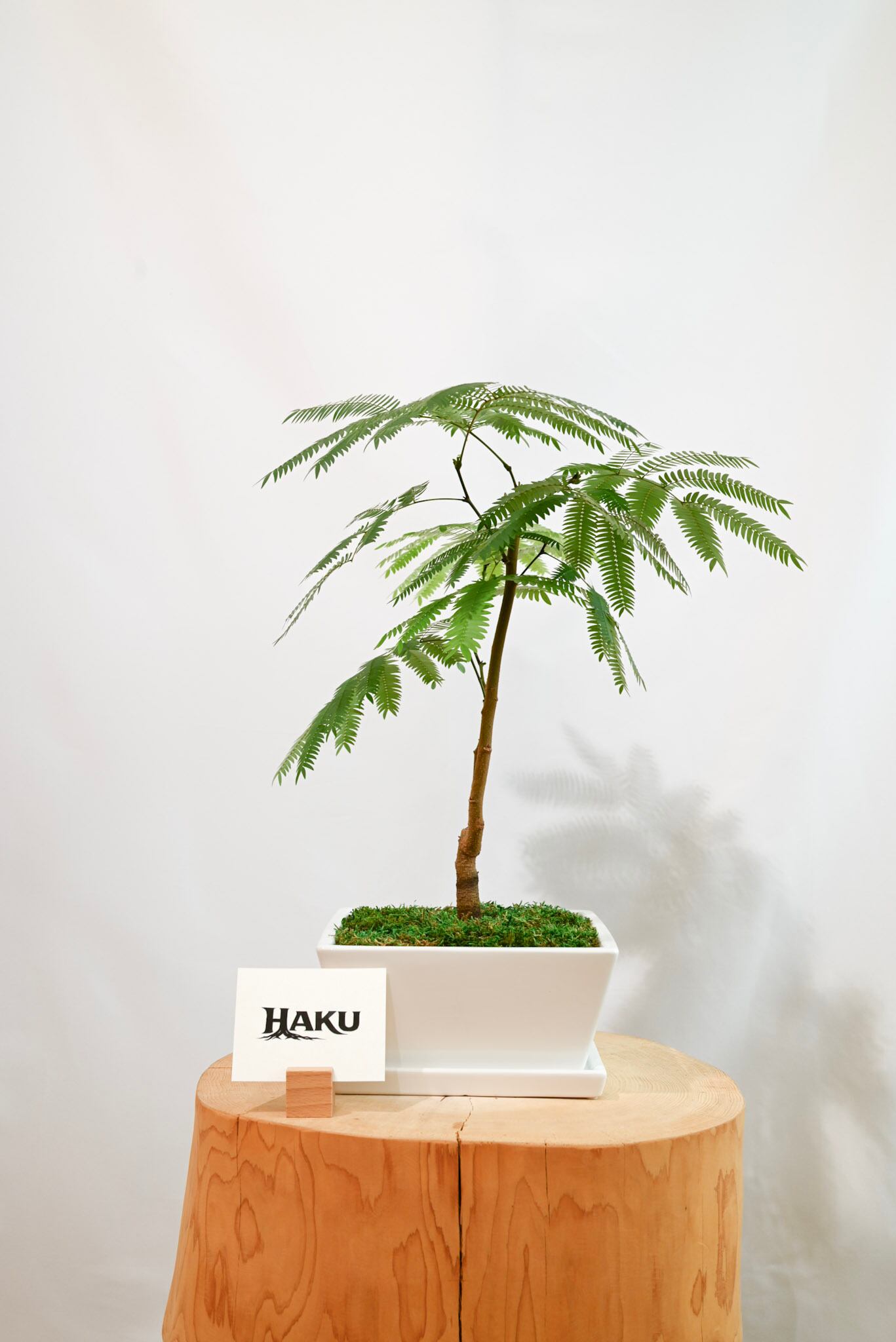 エバーフレッシュ | HAKU