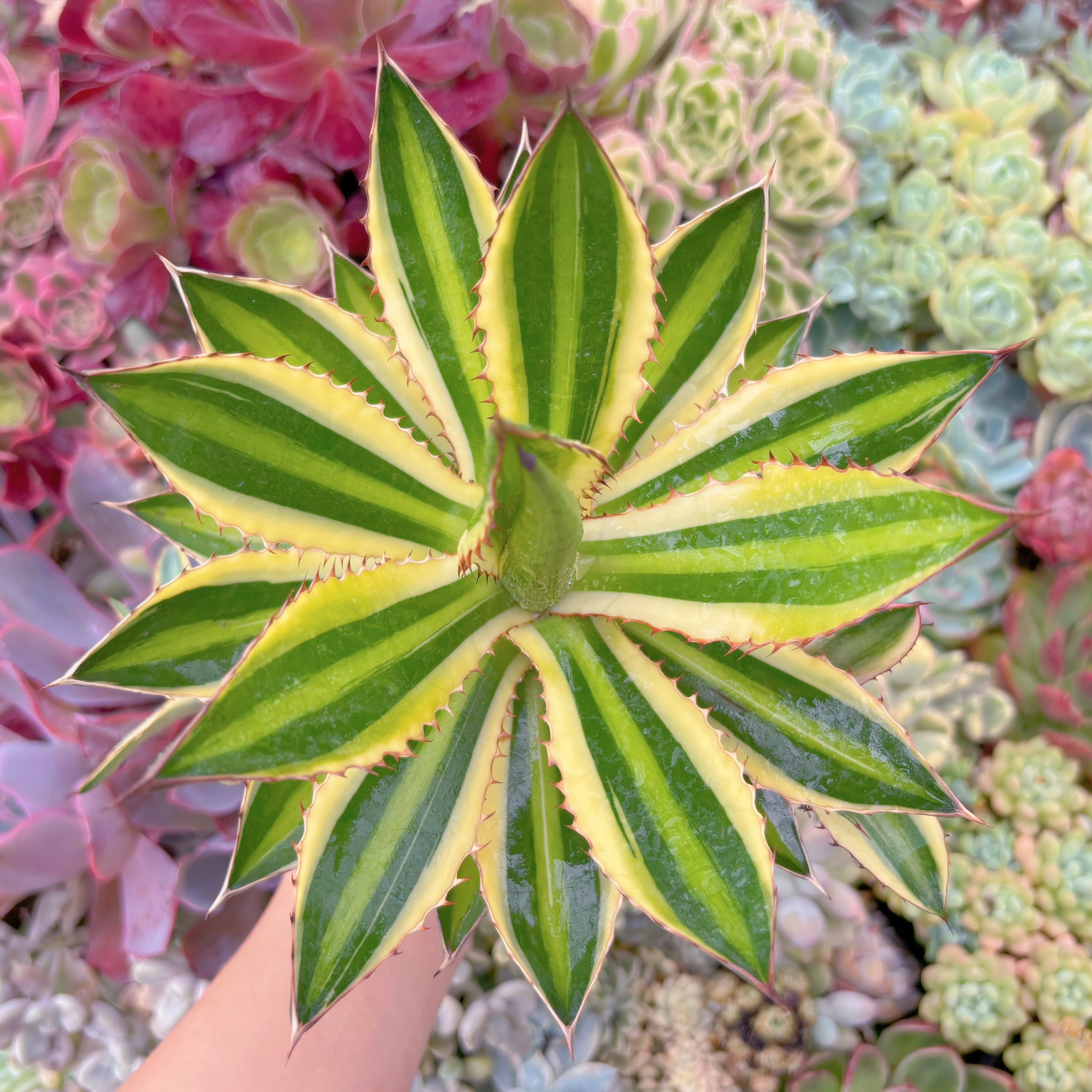 現物　五色万代錦#B11　特大　古株　るる農園