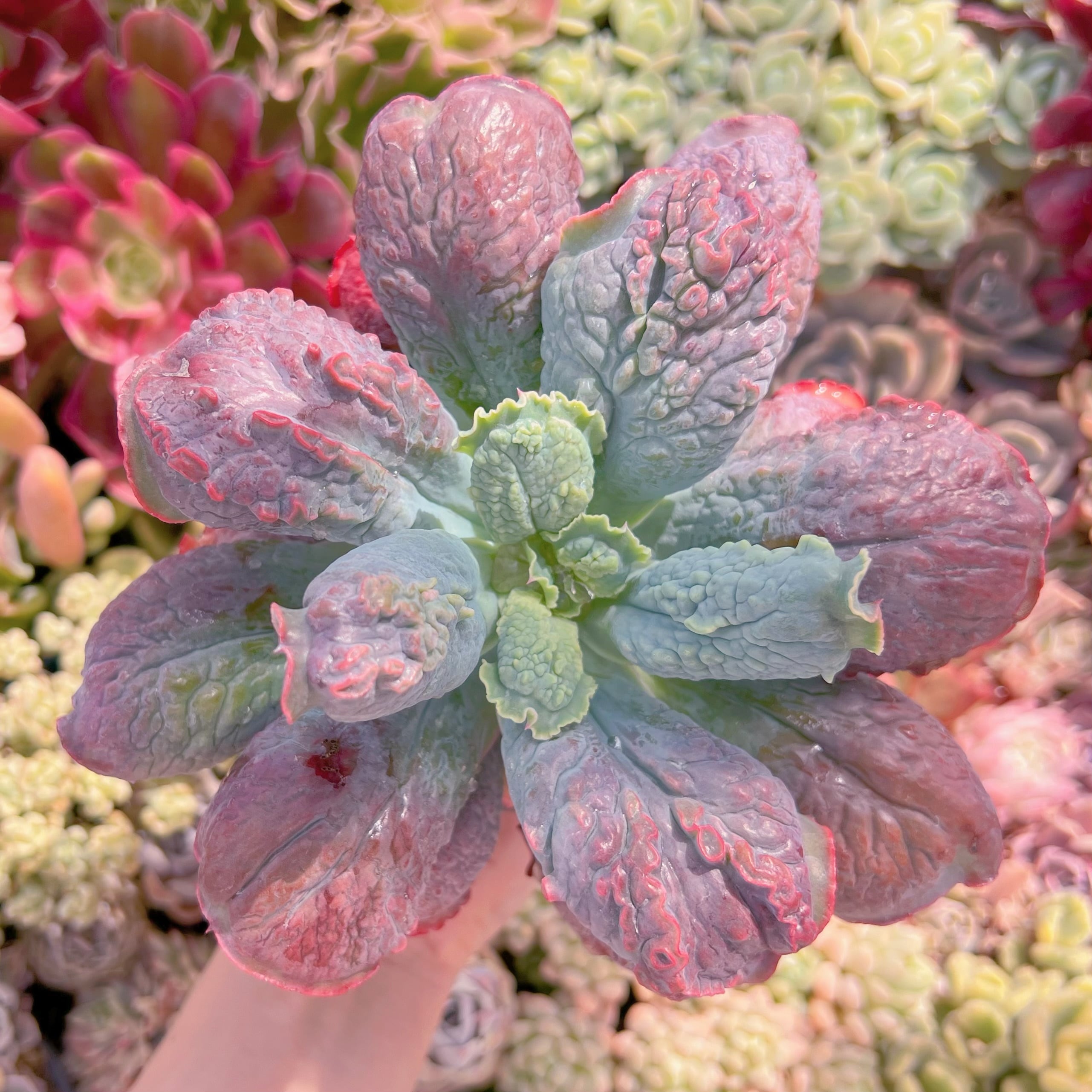 現品　Baron Bold#667　大苗　るる農園