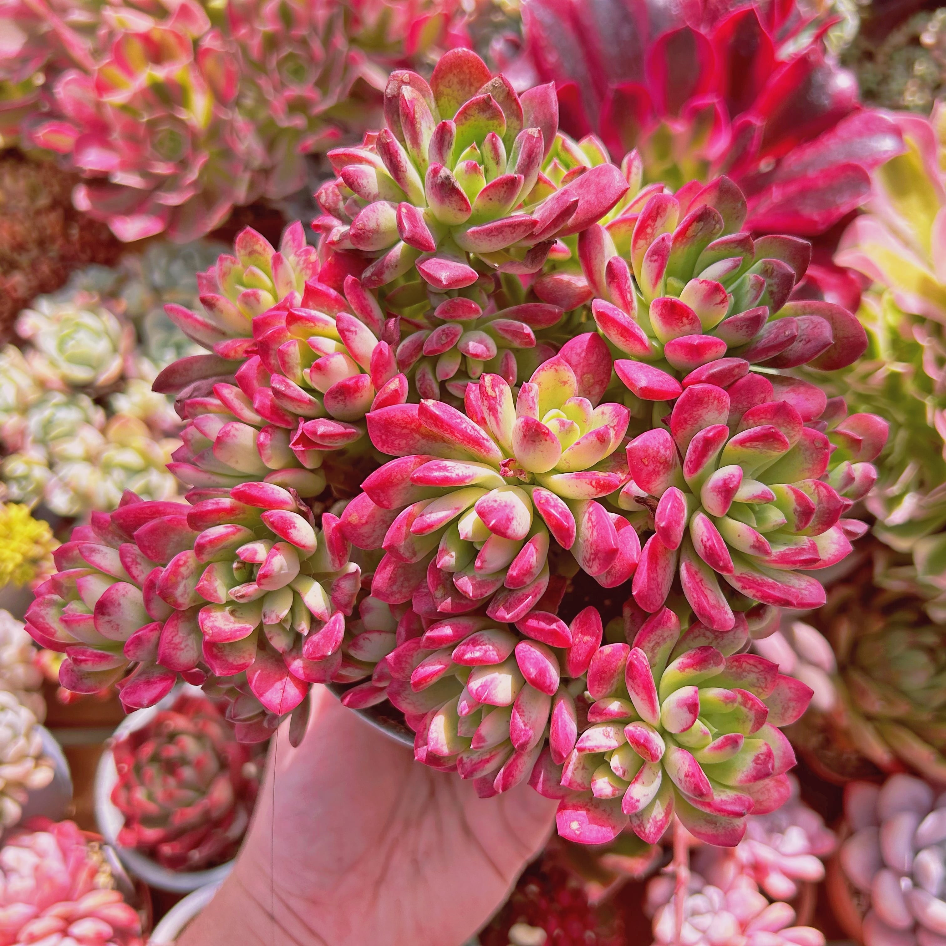 超美苗　多肉植物　Echeveria  ミニベル 錦　特大群生　10頭以上