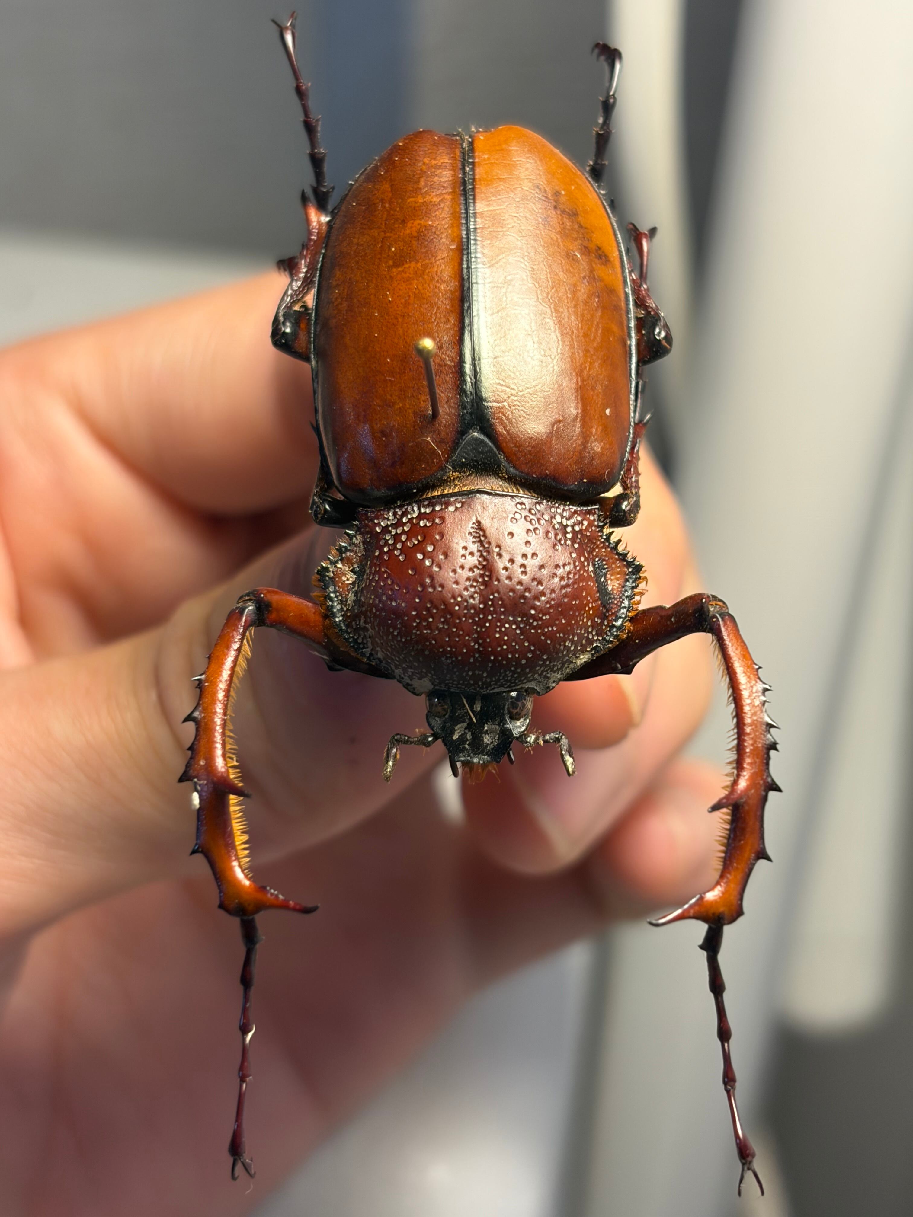 WC43mm】ダビディヒメテナガコガネ 標本 テナガカミキリ 昆虫標本 甲虫