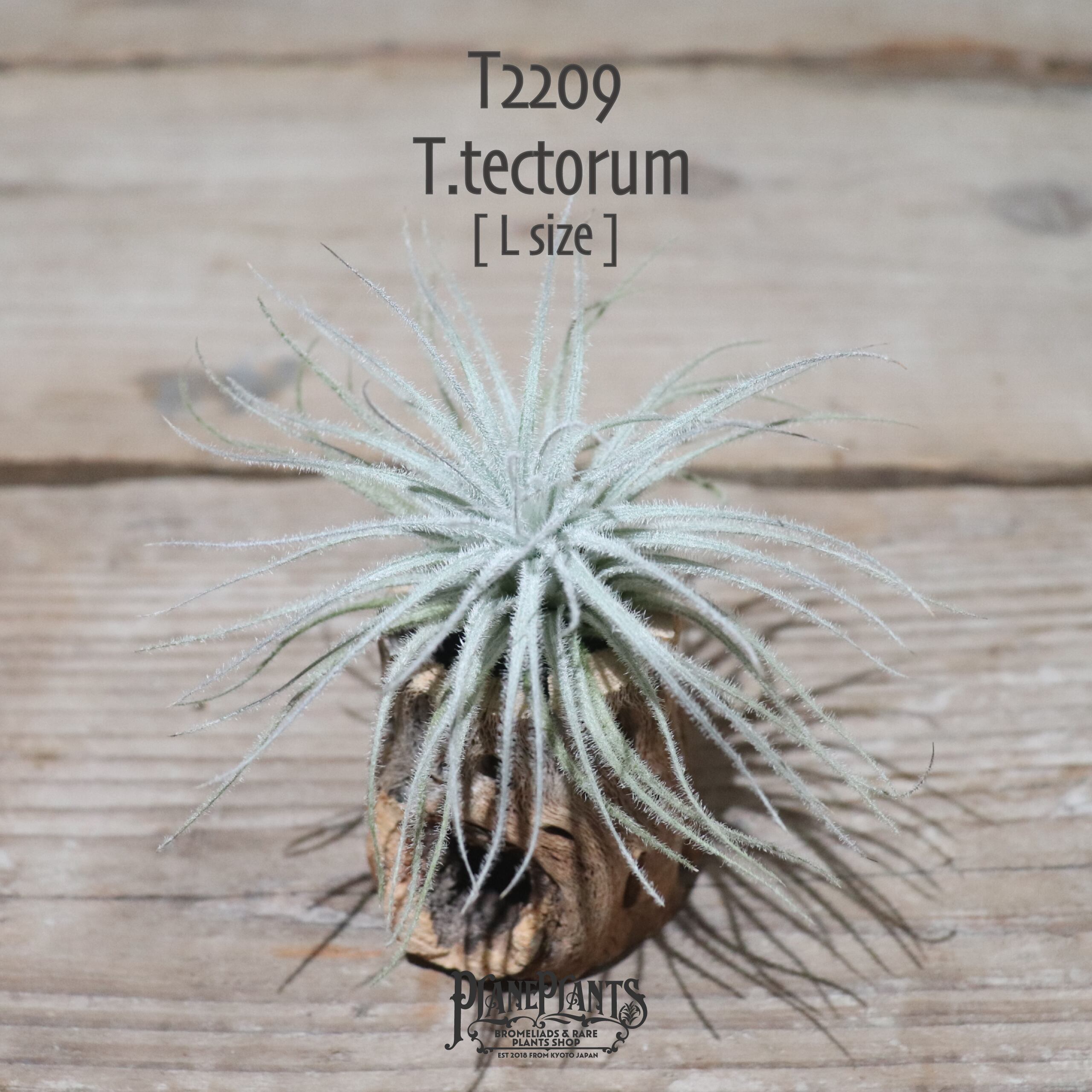 【送料無料】テクトラム L〔エアプランツ〕現品発送T2209