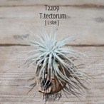 【送料無料】テクトラム L〔エアプランツ〕現品発送T2209