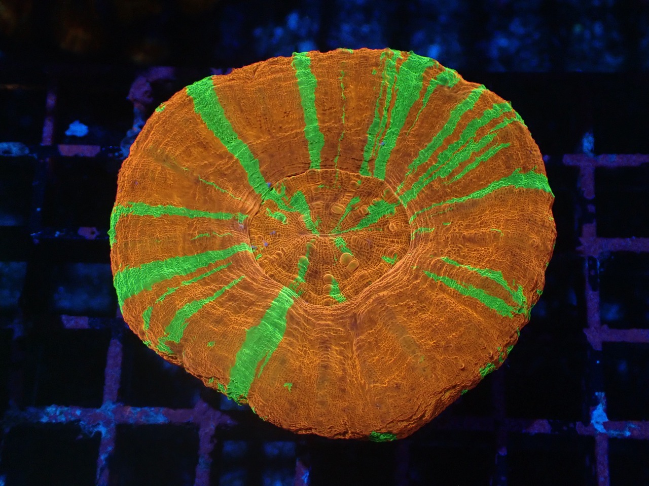 Scolymia UltraBleedingApple