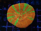 Scolymia UltraBleedingApple