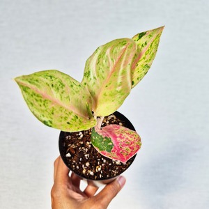 ①《Aglaonema Kamlai Thong》アグラオネマ カムライトーン 観葉植物 / レッドリーフ/ポット発送