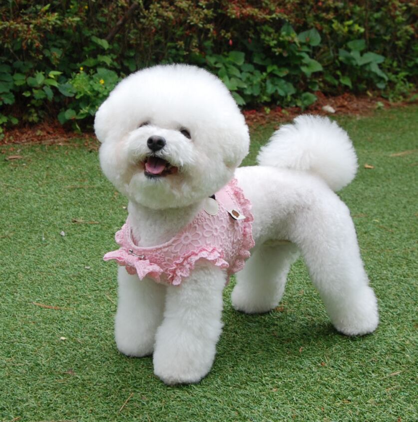 予約【eomuk】Daisy Frill Soft Harness (Pink)