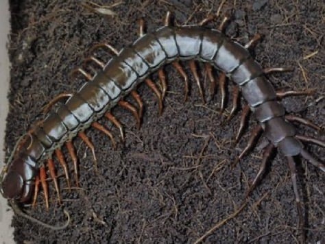 ムカデ | Bug Bug bugs 【奇蟲専門店】