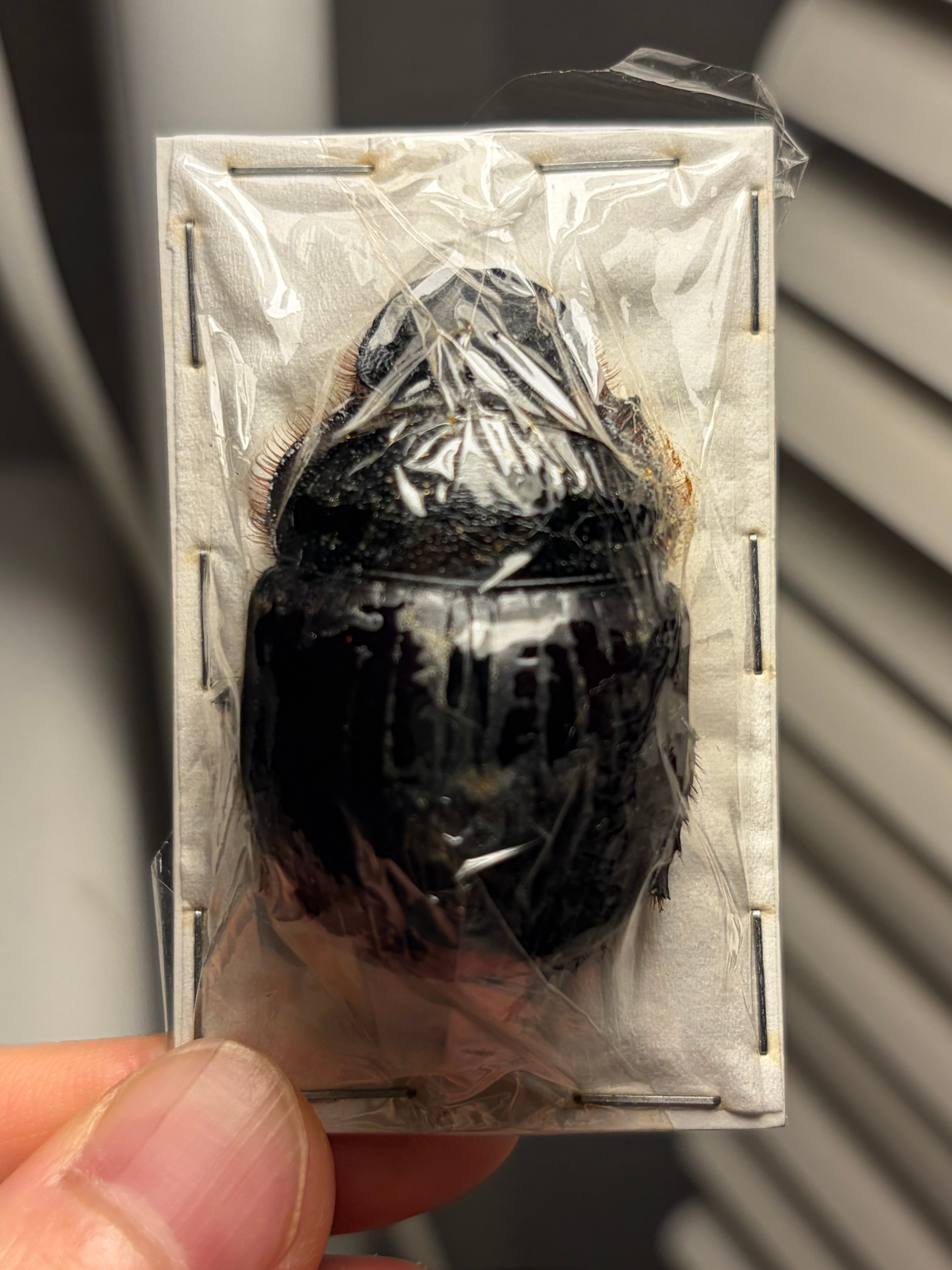 2匹set】マンマルコガネ レッドフォーム 標本 とんでもない甲虫