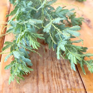 銀色を帯びた美しい葉　谷山農園　銀葉アカシア　　　　