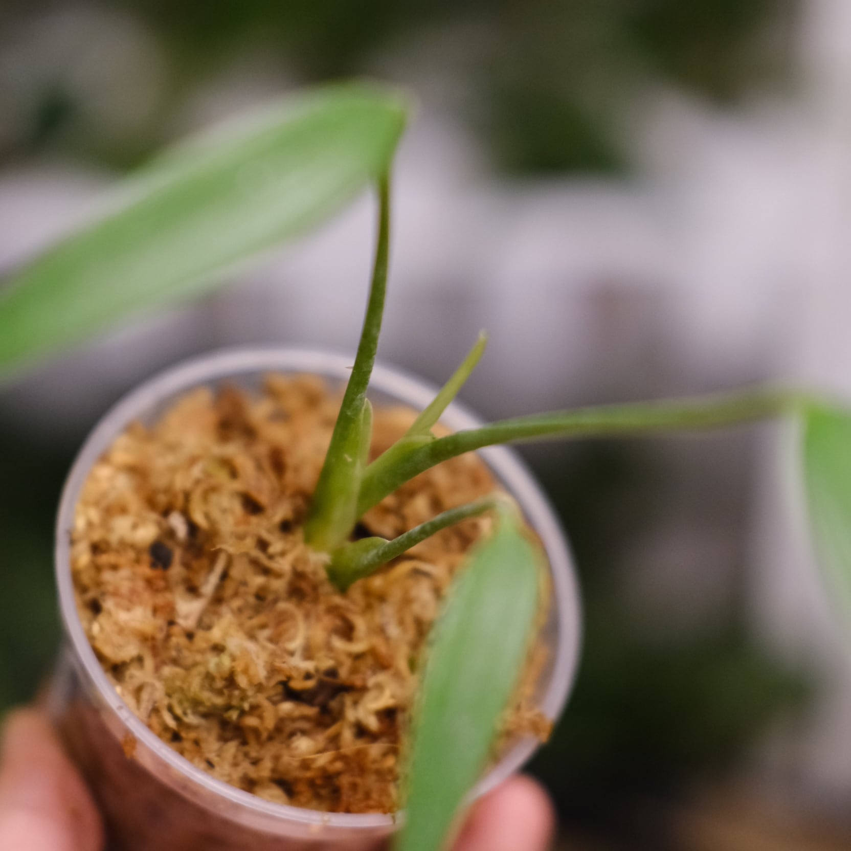 モンステラ バールマルクスフレーム / Monstera. 'Burle Marx's モンステラ バールマルクスフレーム / Monstera. 'Burle Marx's
