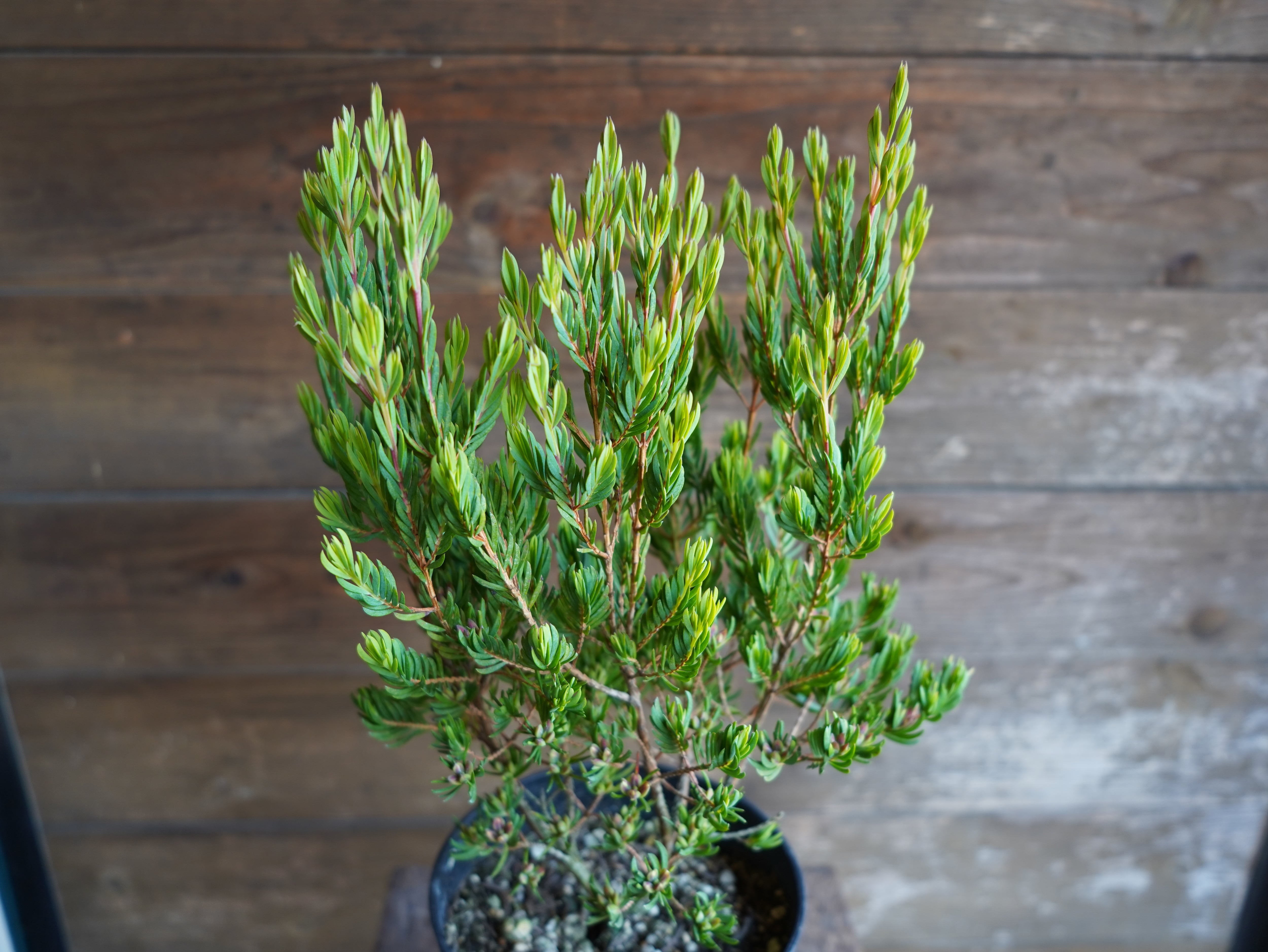 【現物】ダーウィニア ”プロセラ” C