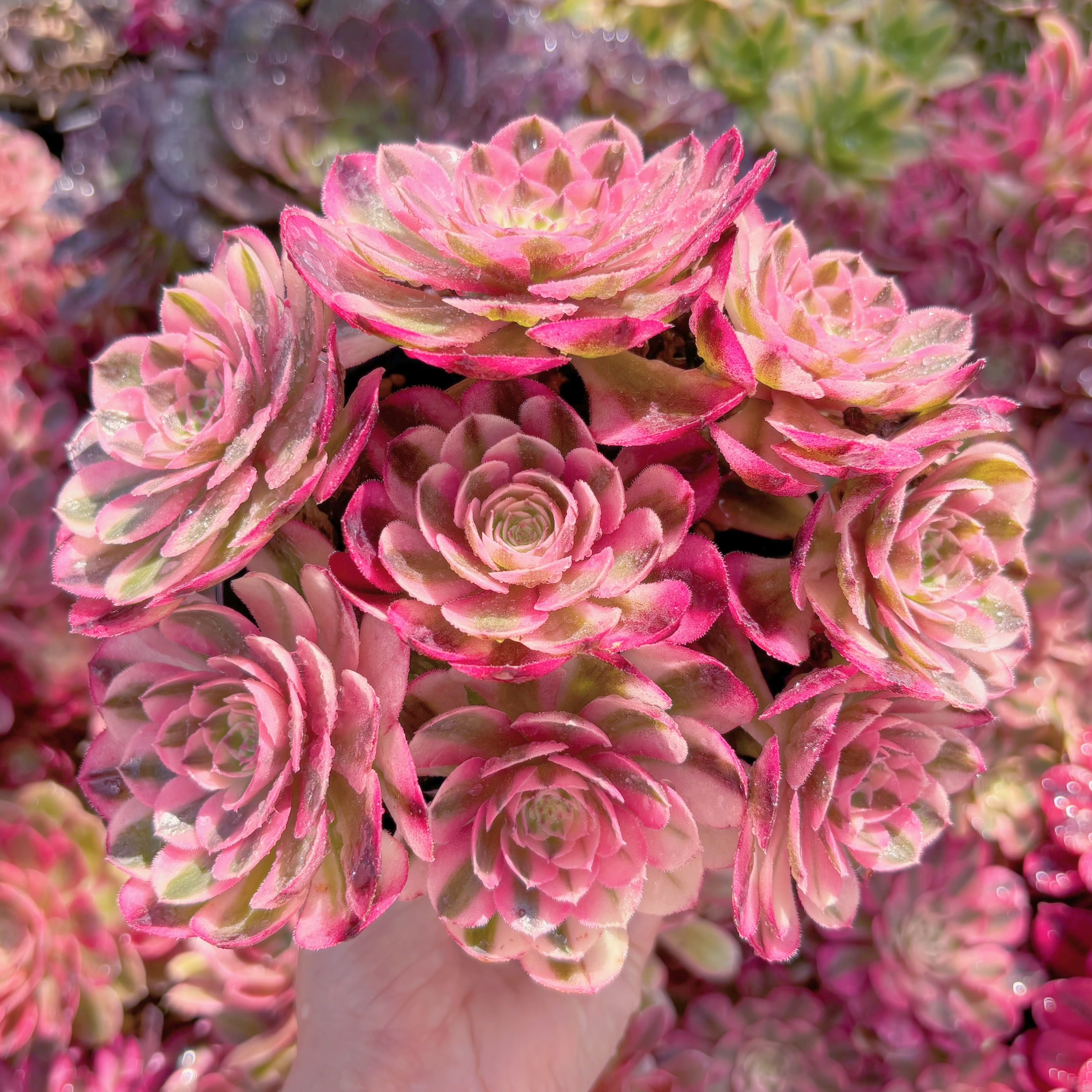 現品　傾城#M110　新入荷　るる農園